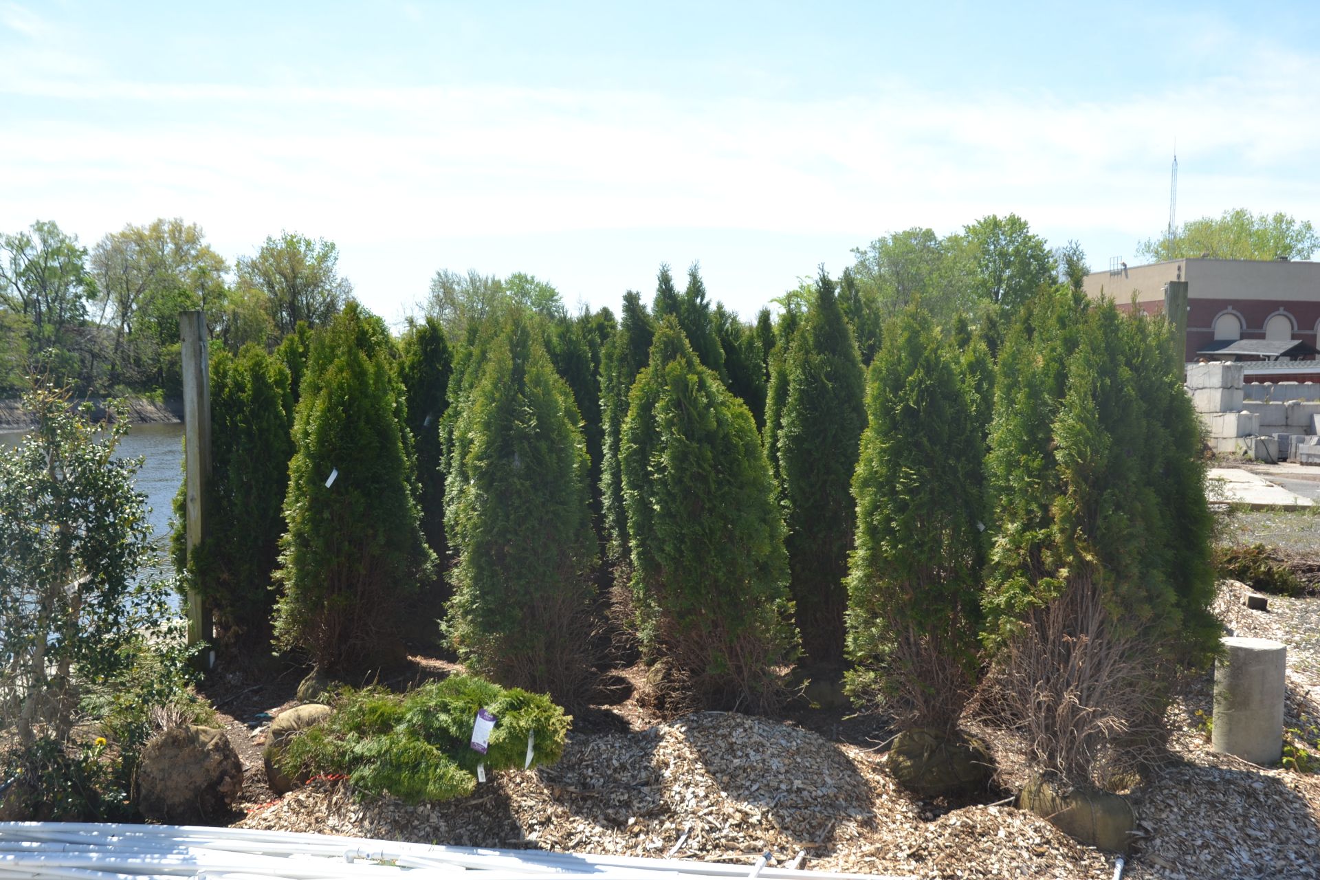 EMERALD GREEN ARBORVITAE, 5'-6' - Image 3 of 3