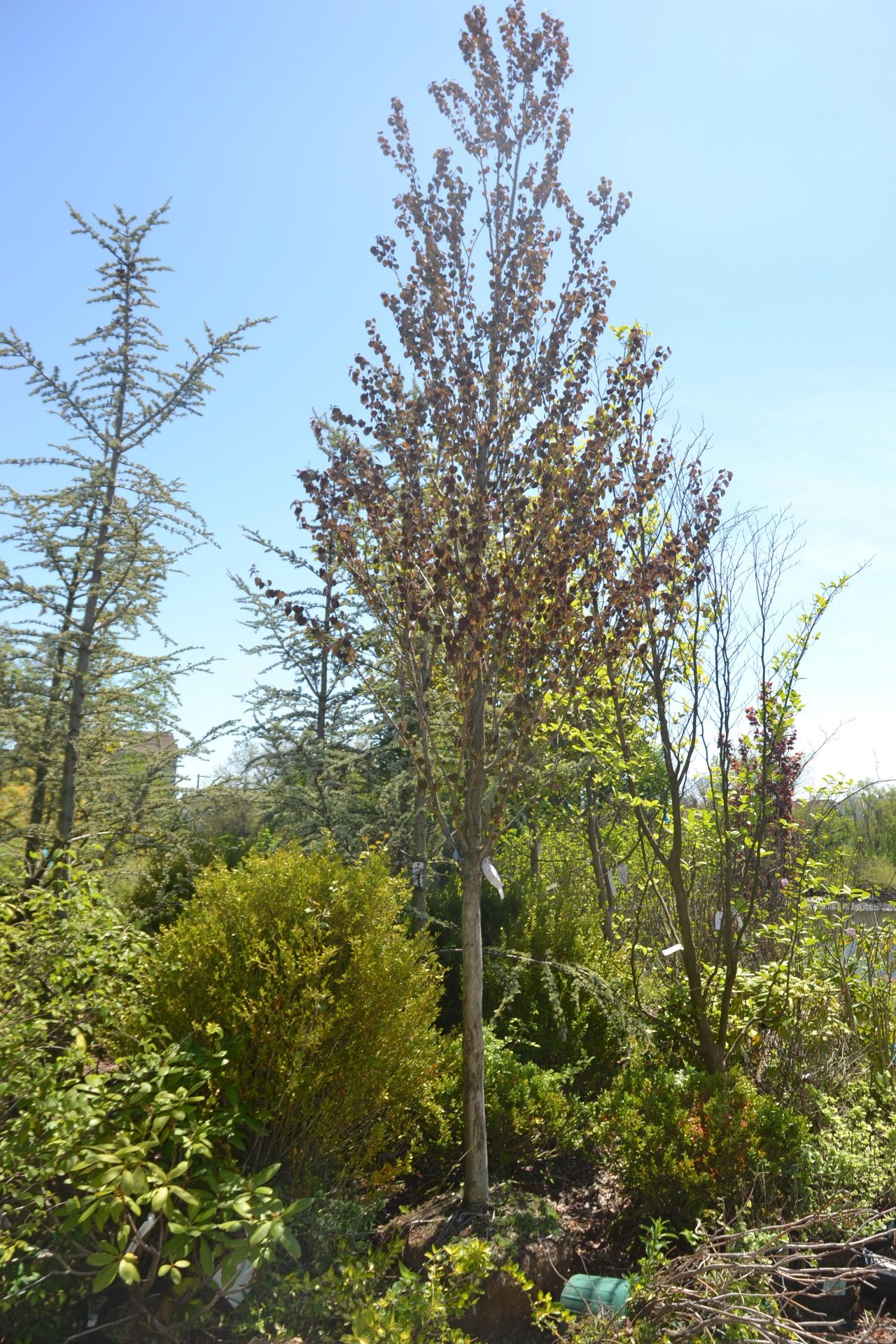 RED FOX KATSURA TREE