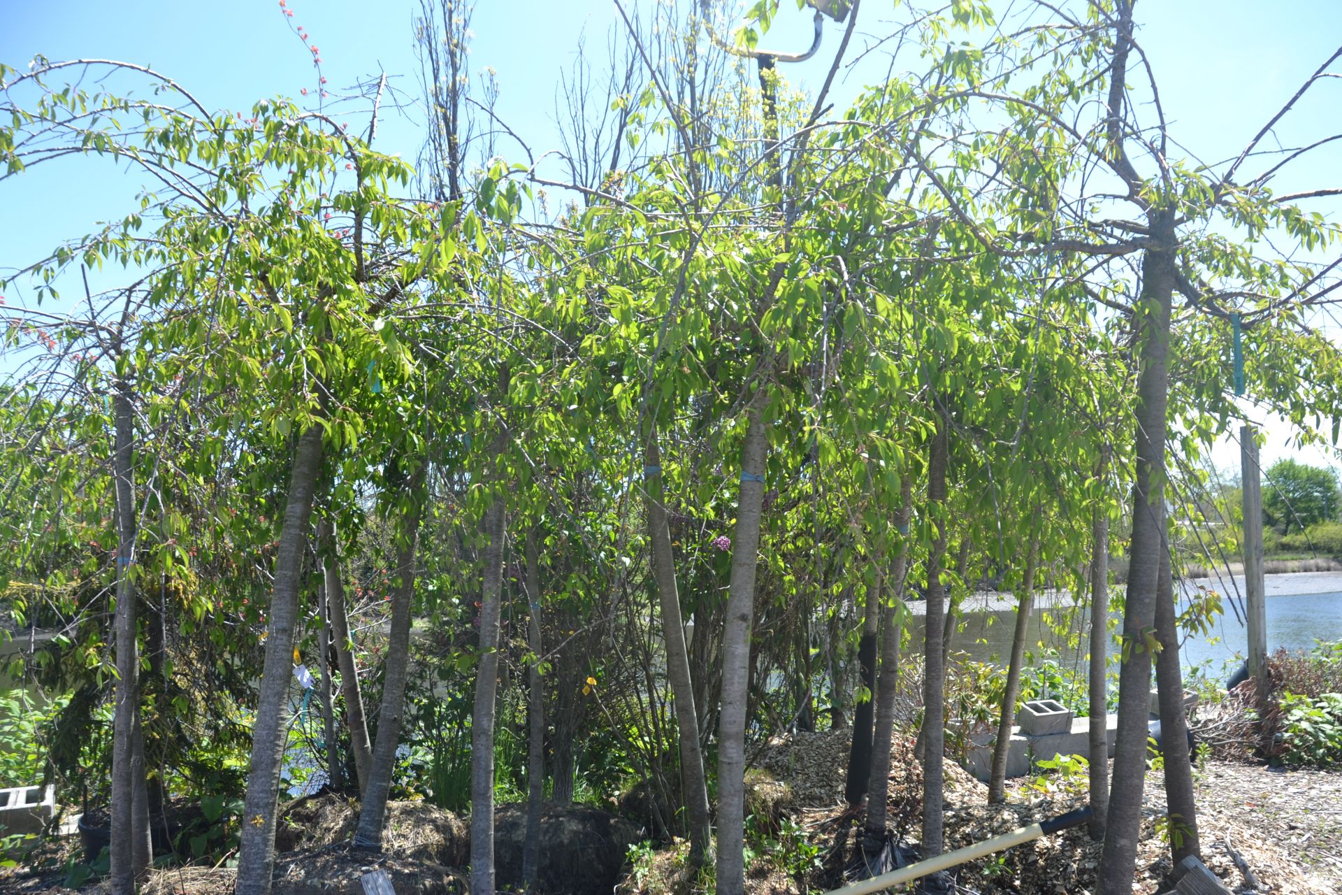 WEEPING JAPANESE CHERRIES - Image 2 of 2