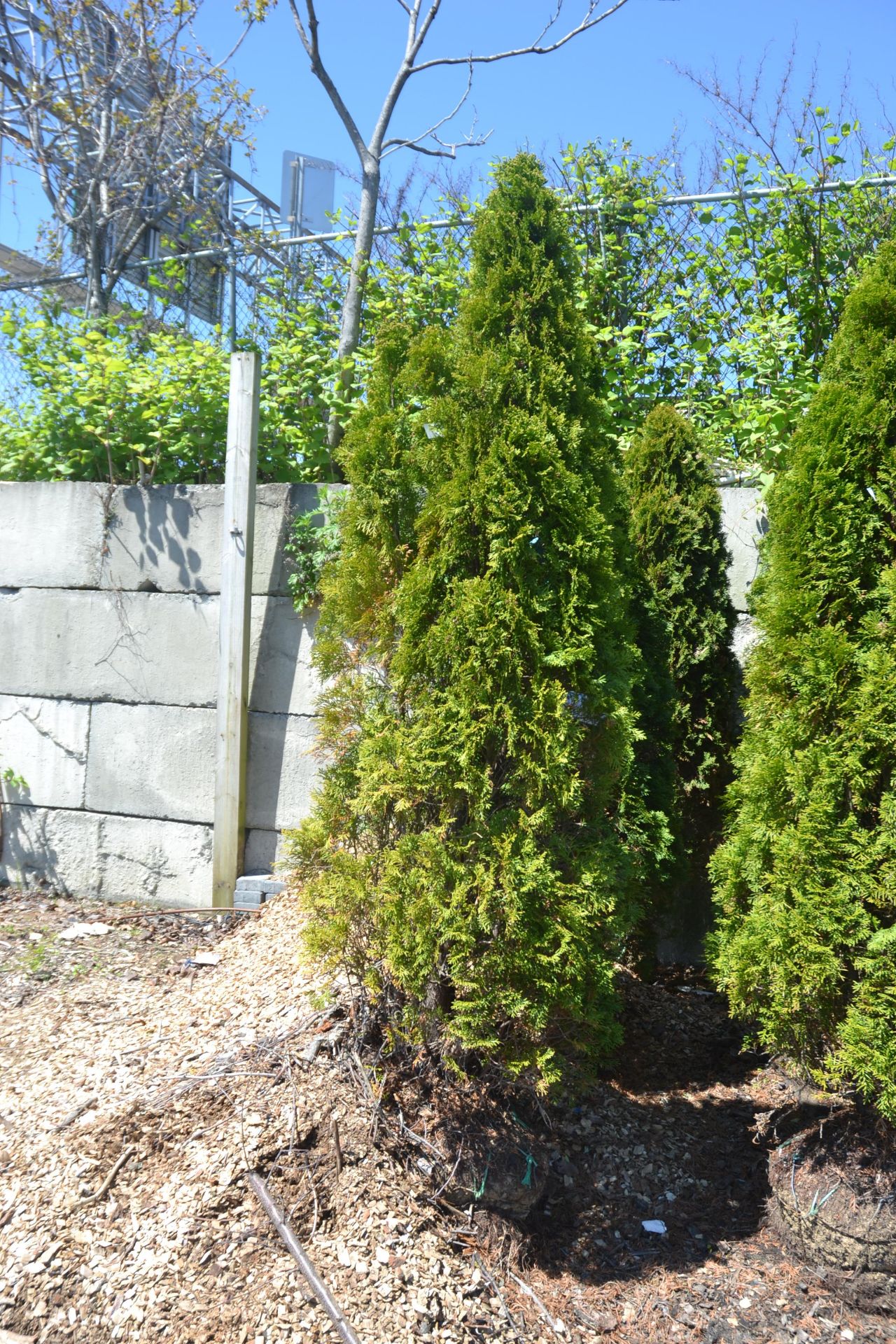 THUJA OCCIDENTALIS EMERALDS