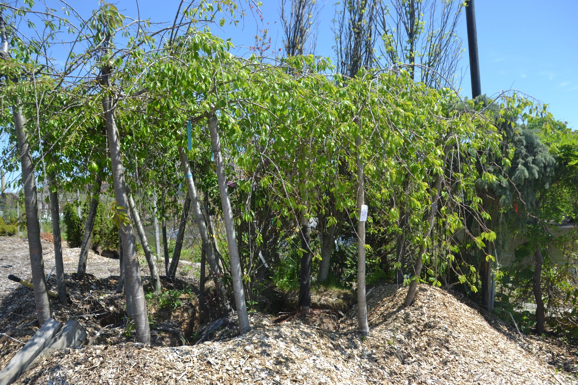 WEEPING JAPANESE CHERRIES