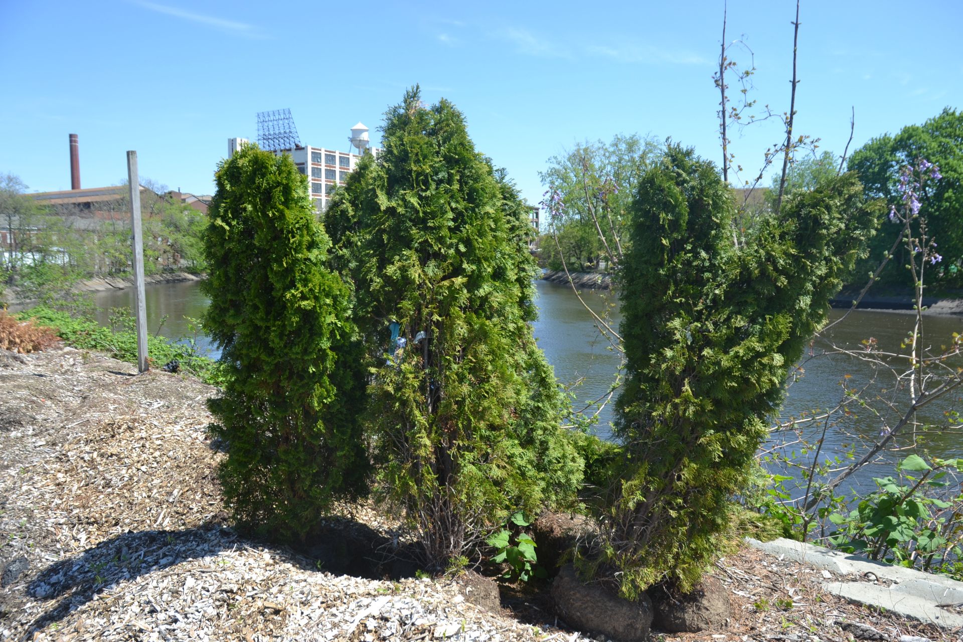 EMERALD GREEN ARBORVITAE 5'-6'