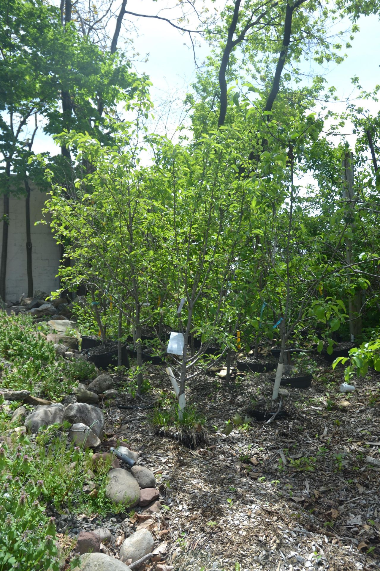 ASSORTED FRUIT TREES (APPLE, PEAR) 5'-6'