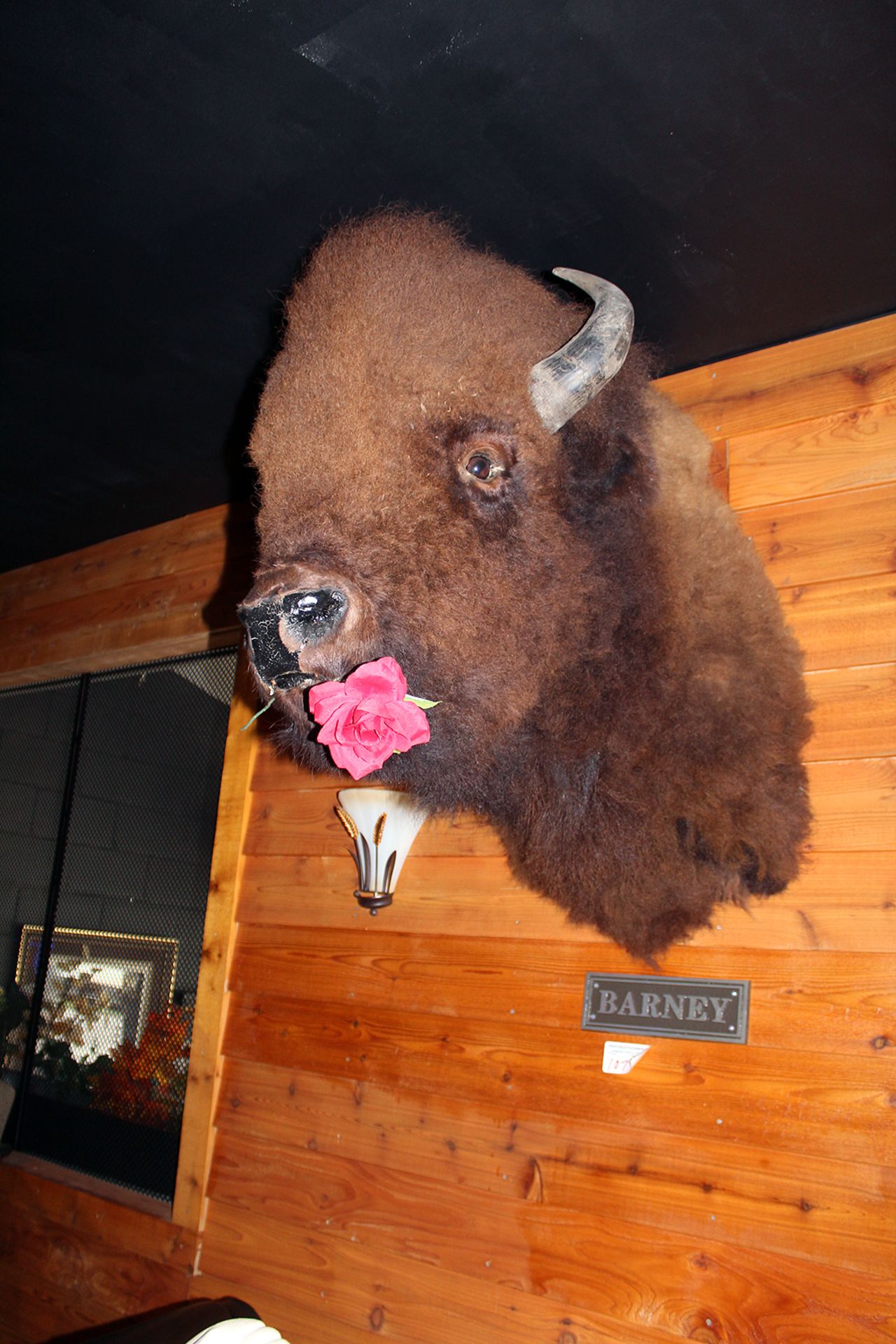 Barney the head mount buffalo/bison - Image 2 of 3