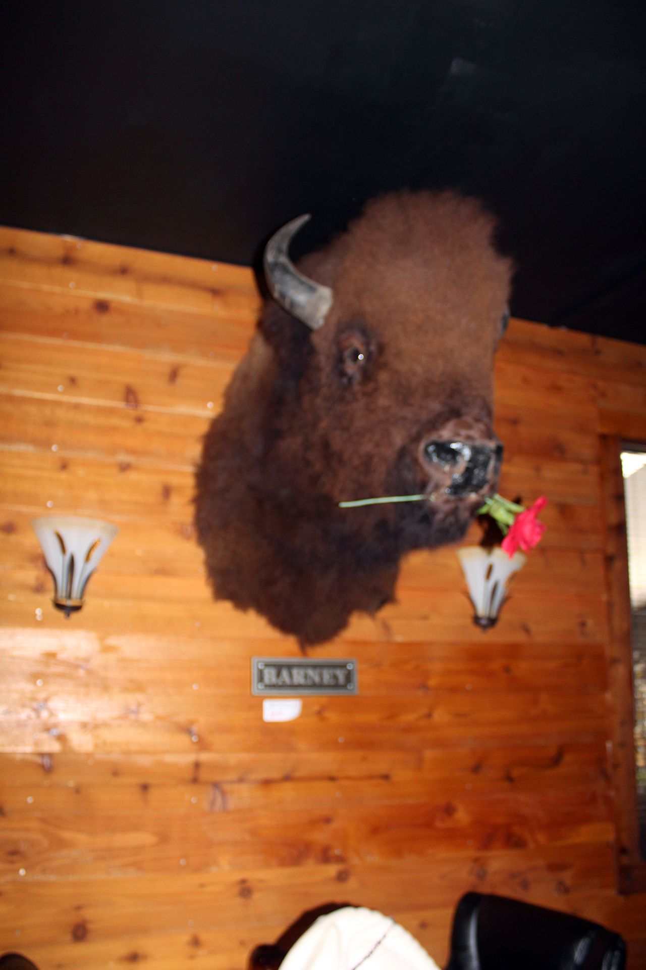 Barney the head mount buffalo/bison