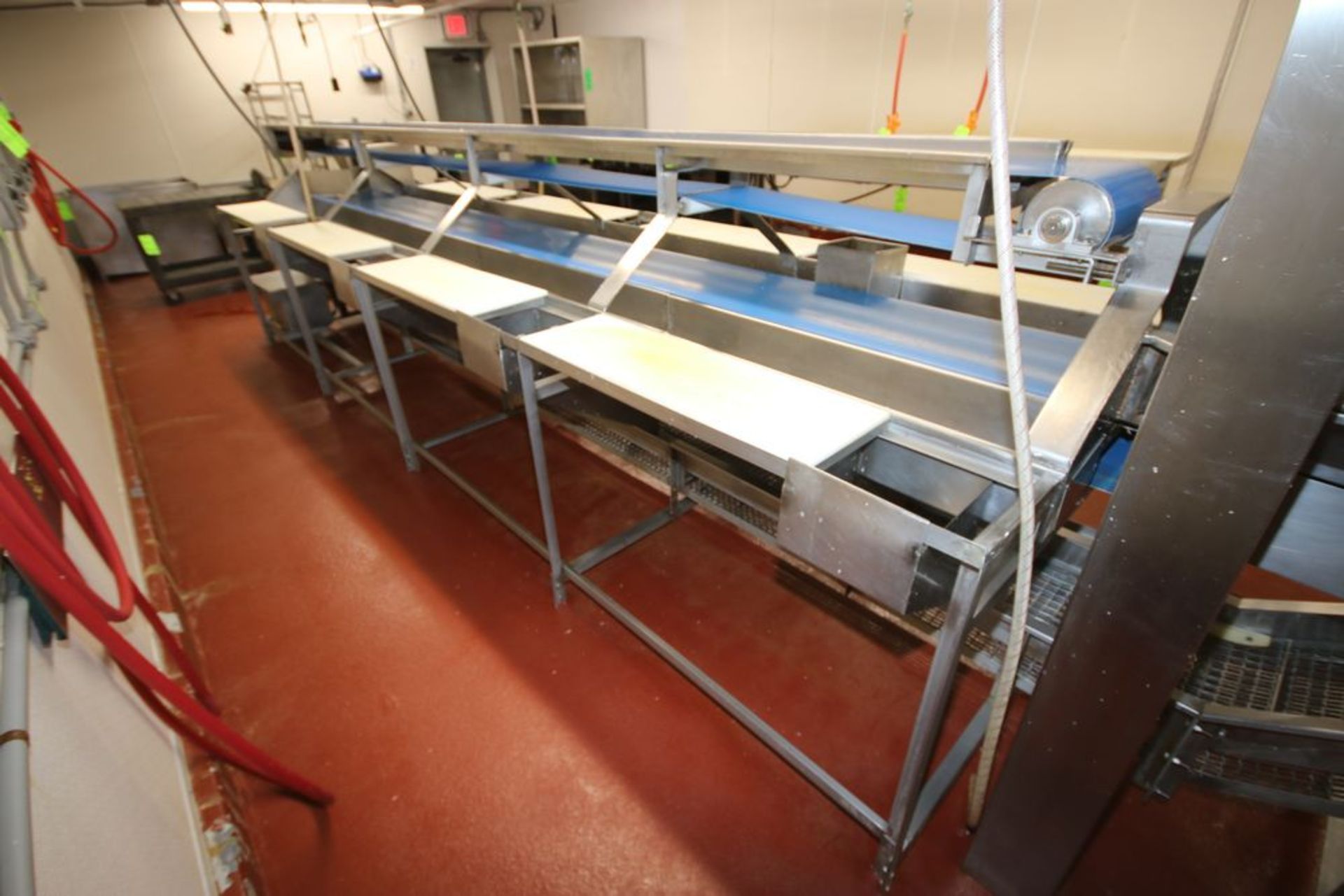 S/S Triple Conveyor Fish Filleting Station, with Top Filet Conveyor, Aprox. 220" L x 12" W Belt, - Image 4 of 9