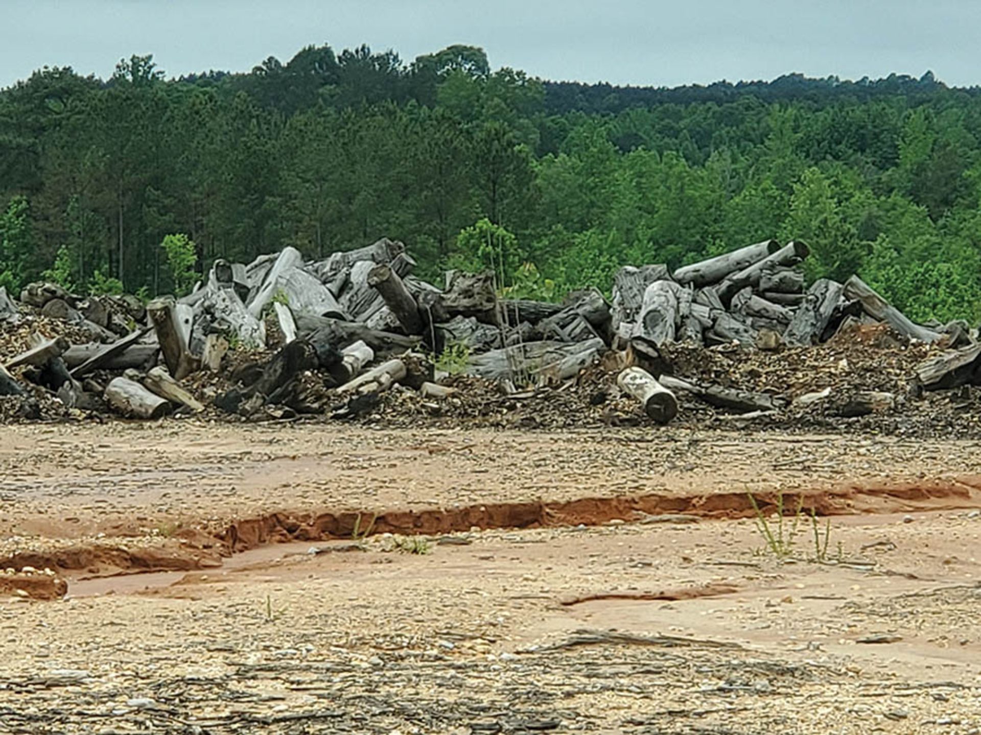 REMAINING WOOD ON PROPERTY - STUMPS, LOGS, CUT OFFS - Image 12 of 16