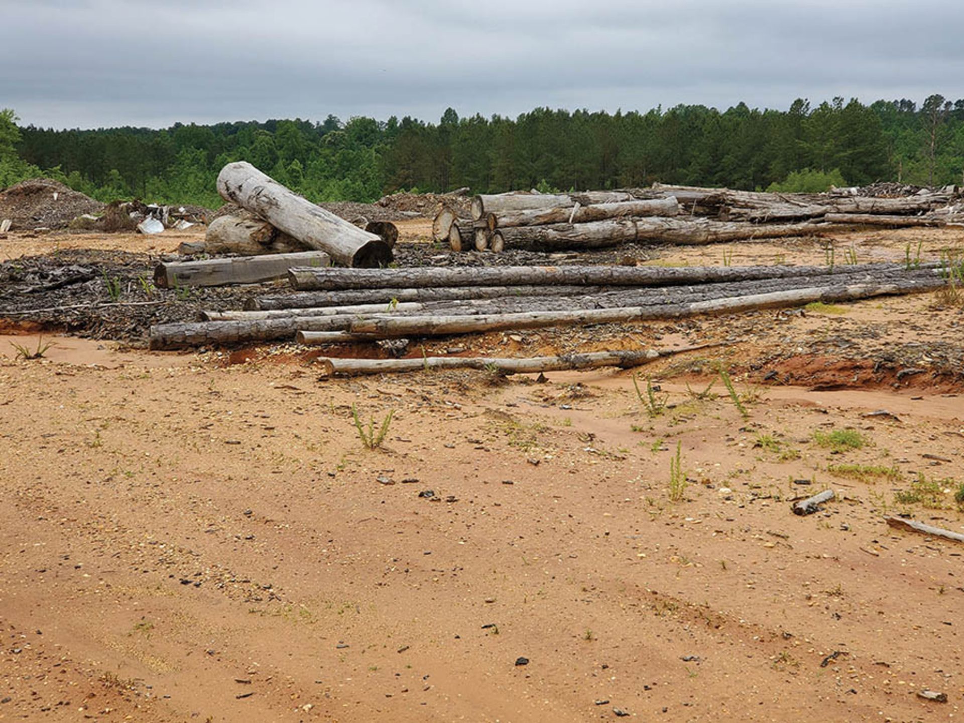 REMAINING WOOD ON PROPERTY - STUMPS, LOGS, CUT OFFS - Image 15 of 16