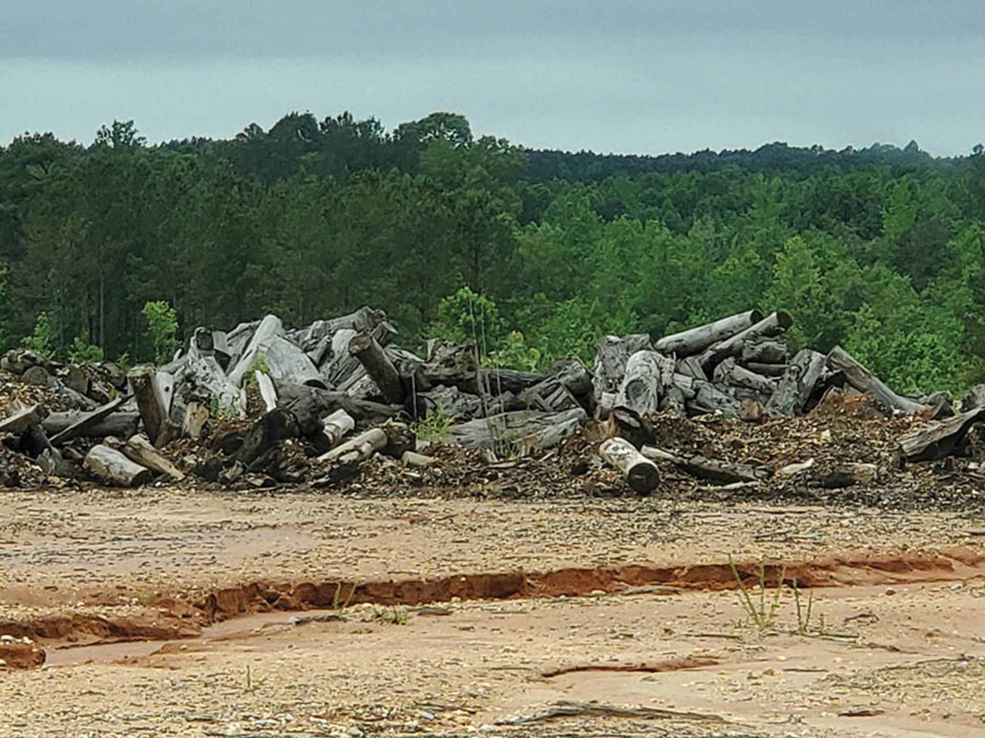 REMAINING WOOD ON PROPERTY - STUMPS, LOGS, CUT OFFS - Image 11 of 16