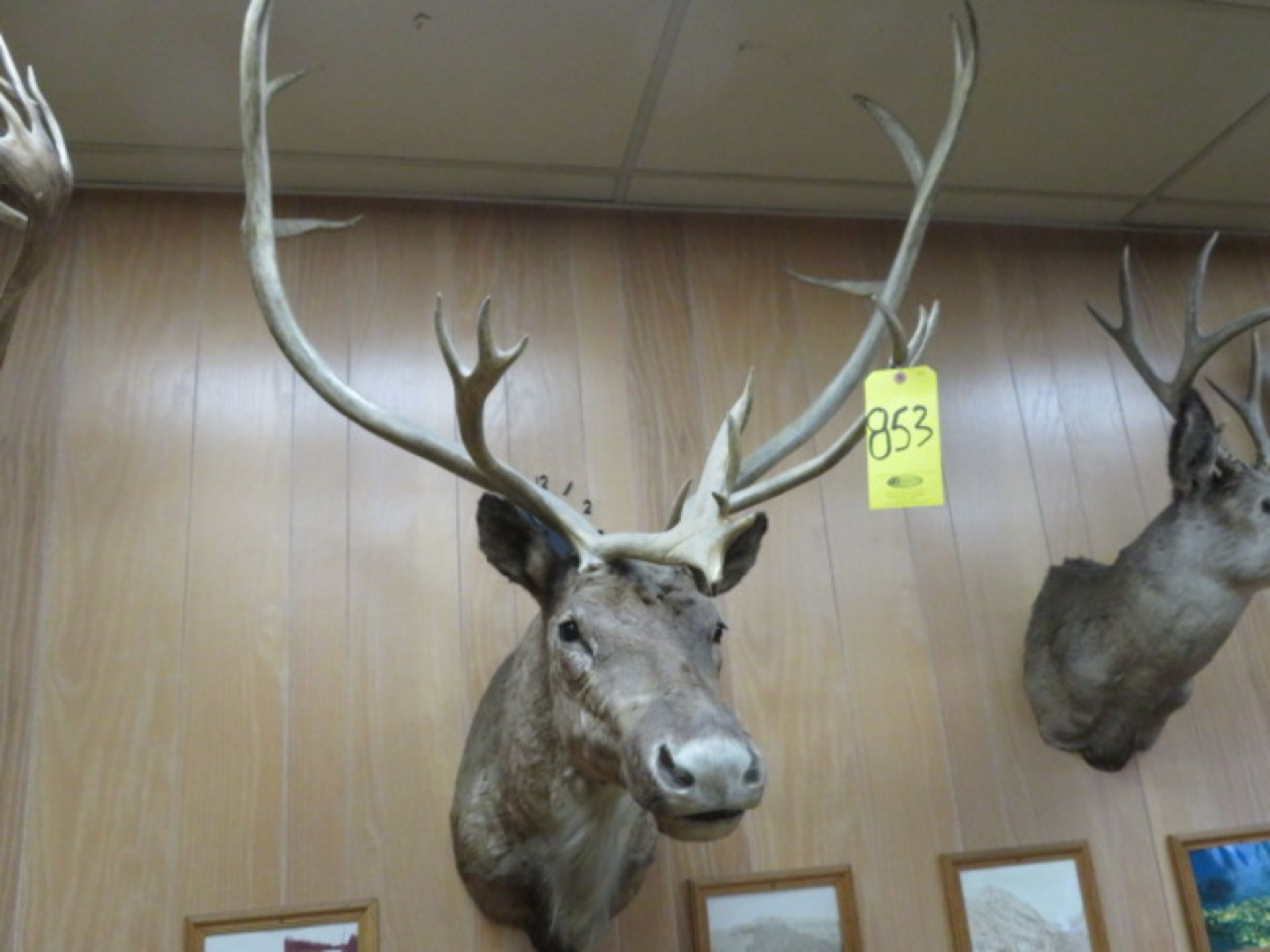 CARIBOU HEAD