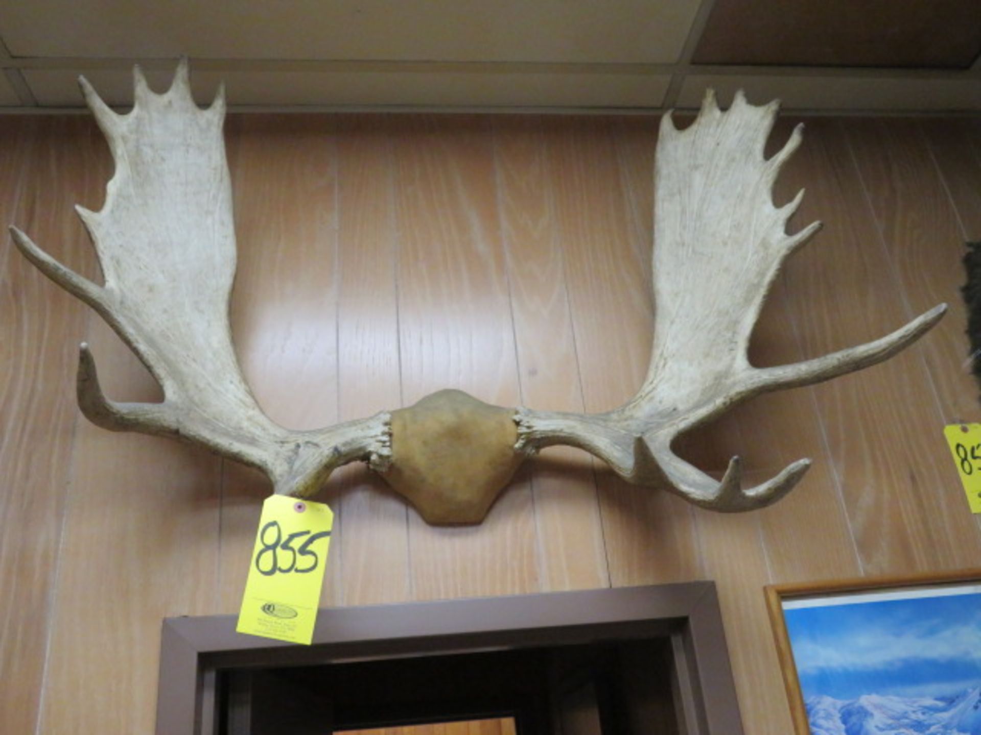 MOOSE ANTLERS