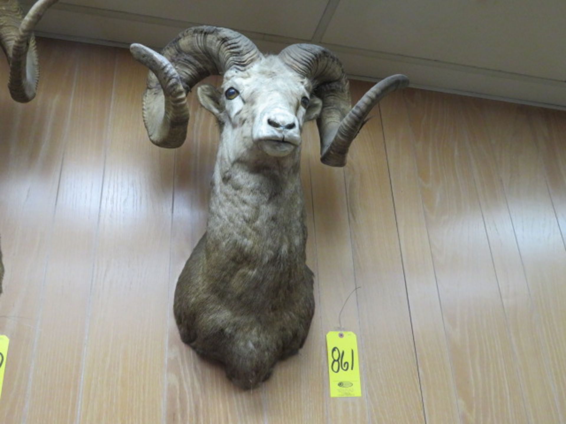 RAM HEAD