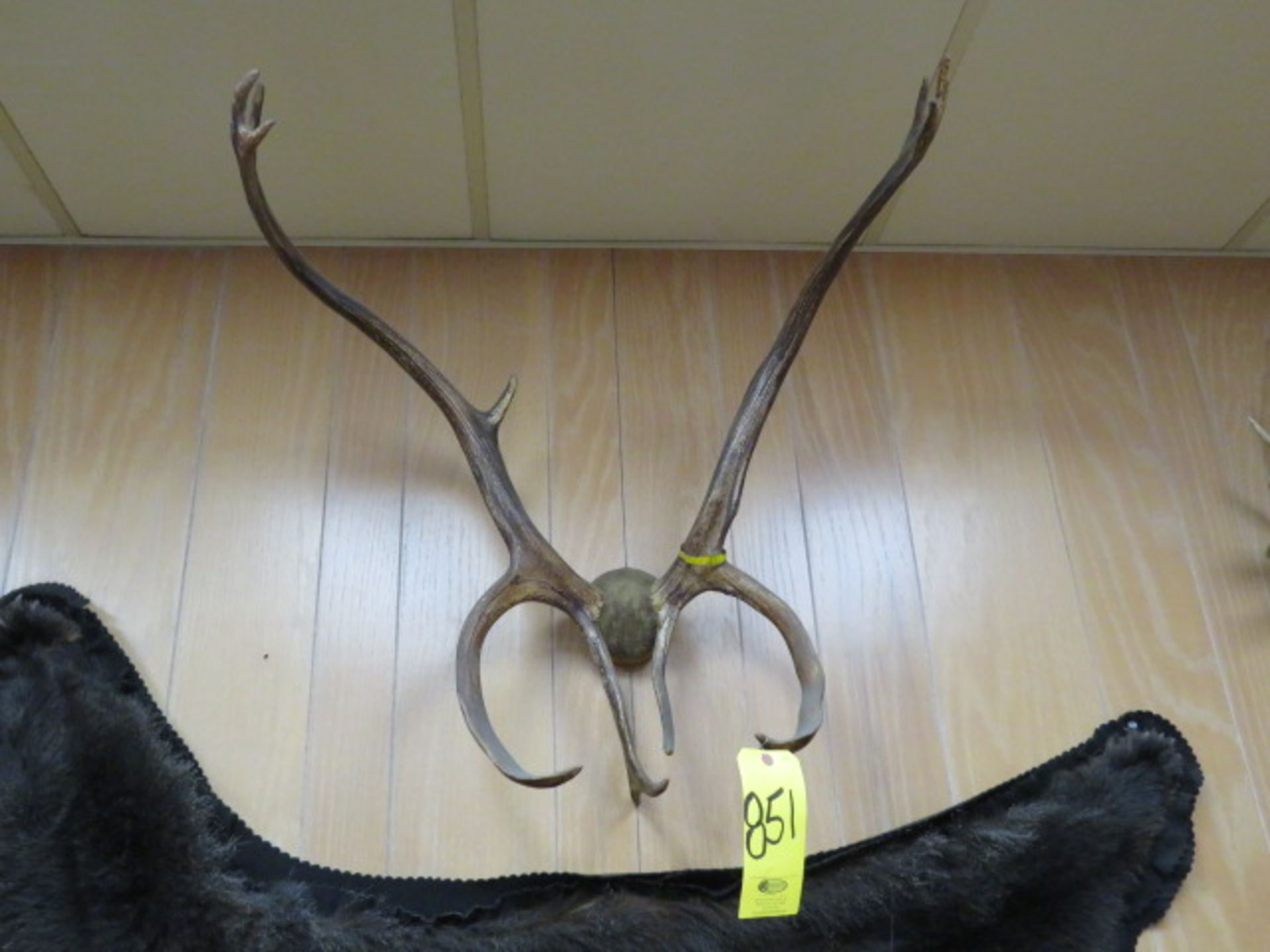 ELK ANTLERS