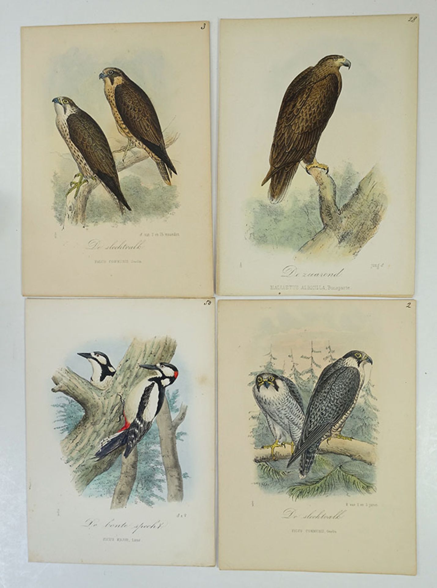 ORNITHOLOGY -- SCHLEGEL, H. De vogels van Nederland, beschreven en afgebeeld. Leiden, P.W.M. Trap, - Image 2 of 2