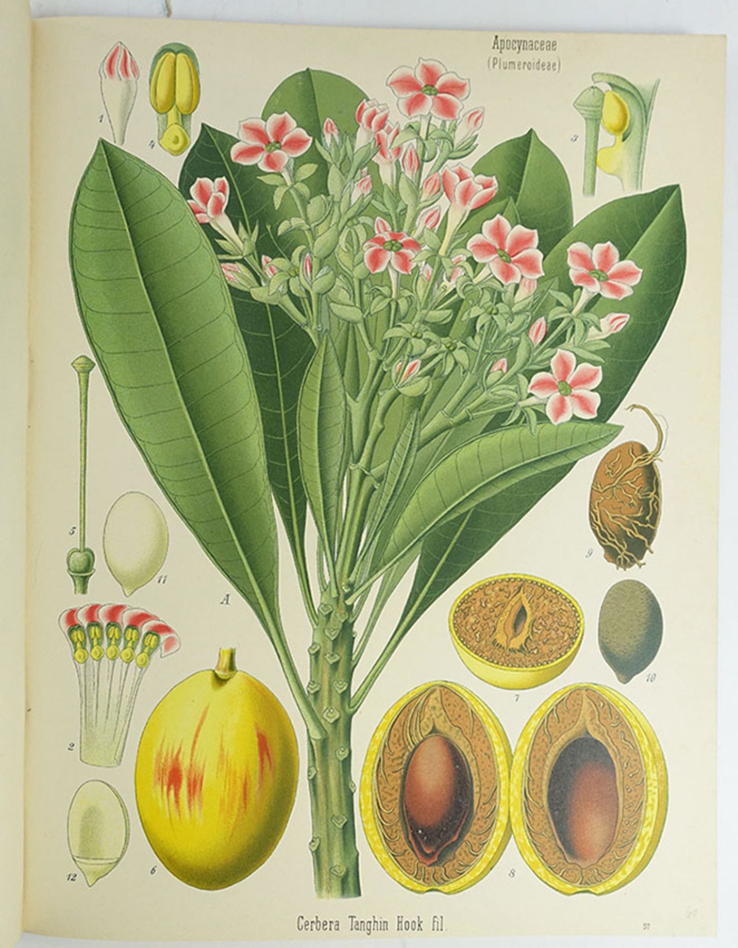 KÖHLER, H.A. Köhler's Medizinal-Pflanzen in naturgetreuen Abbildungen mit kurz erläuterndem Texte.