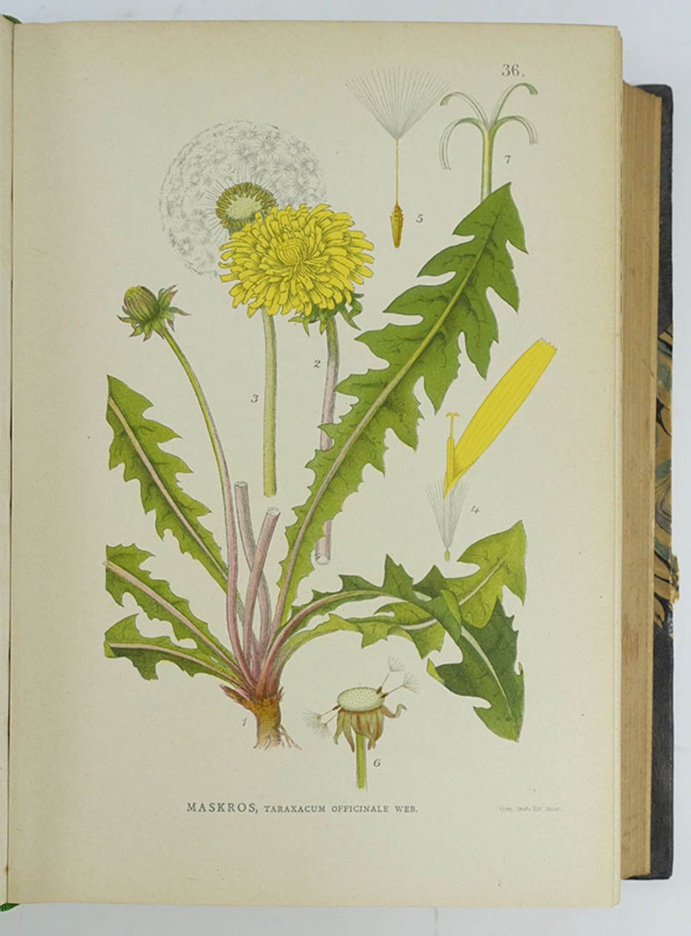 BOTANY -- LINDMAN, C.A.M. Bilder ur Nordens Flora. Stockholm, 1905. 3 vols. text vol.: (6), 420 pp. - Image 2 of 2