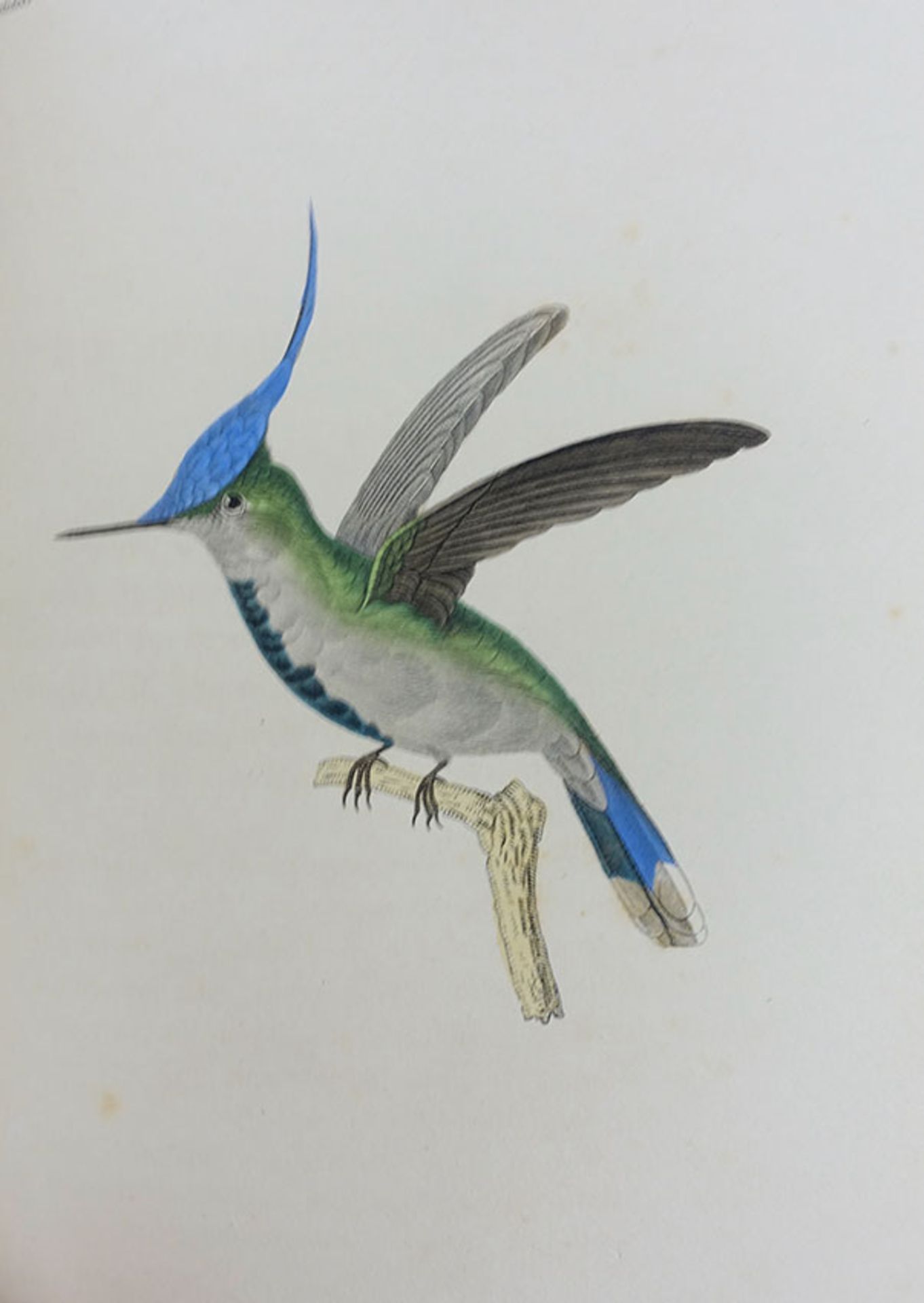 ORNITHOLOGY -- LESSON, R.P. Les trochilidées ou les colibris et les oiseaux-mouches, suivi d'un - Image 2 of 2