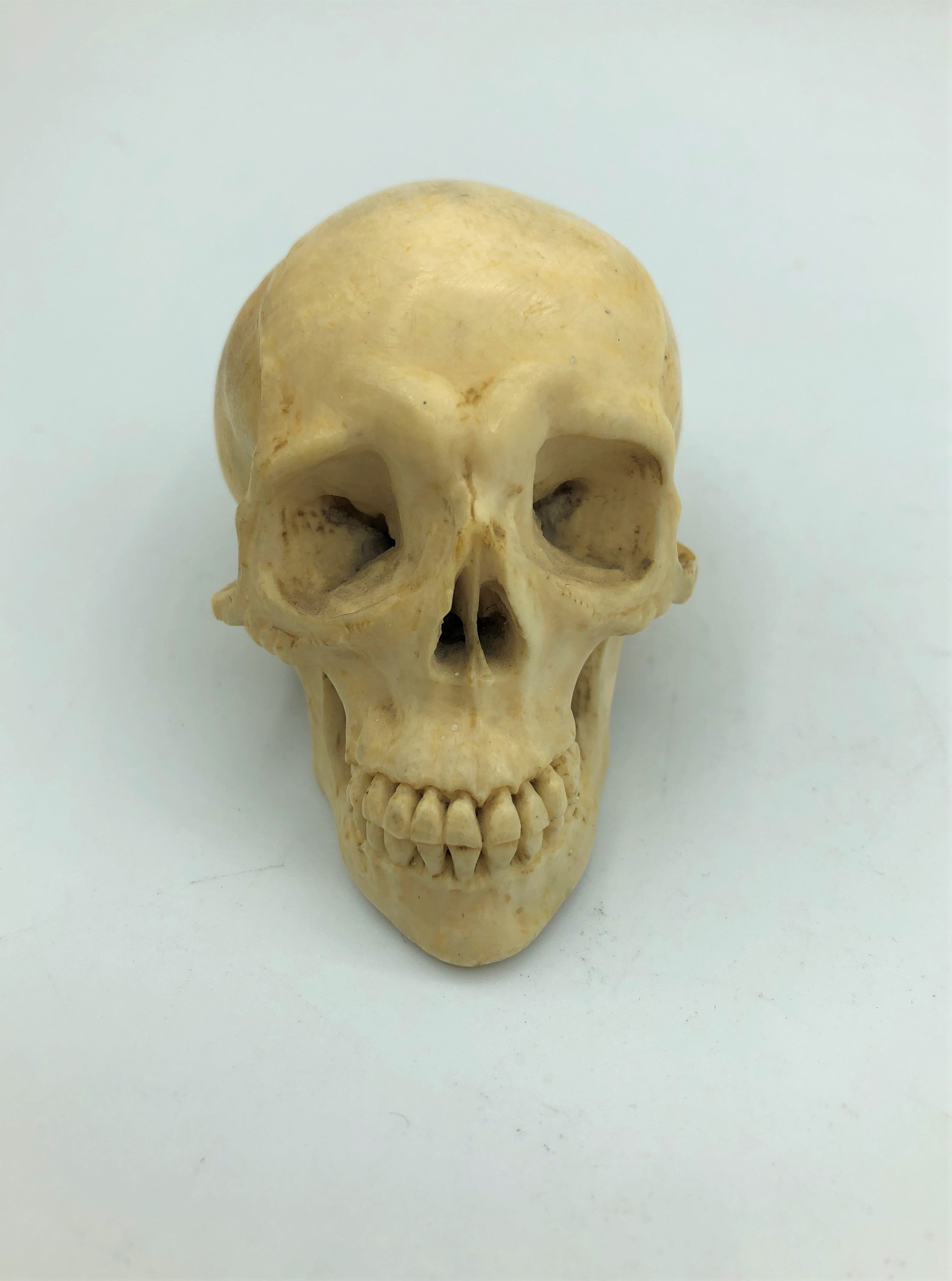 A miniature skull carved in bone circa 1900 - Image 3 of 5