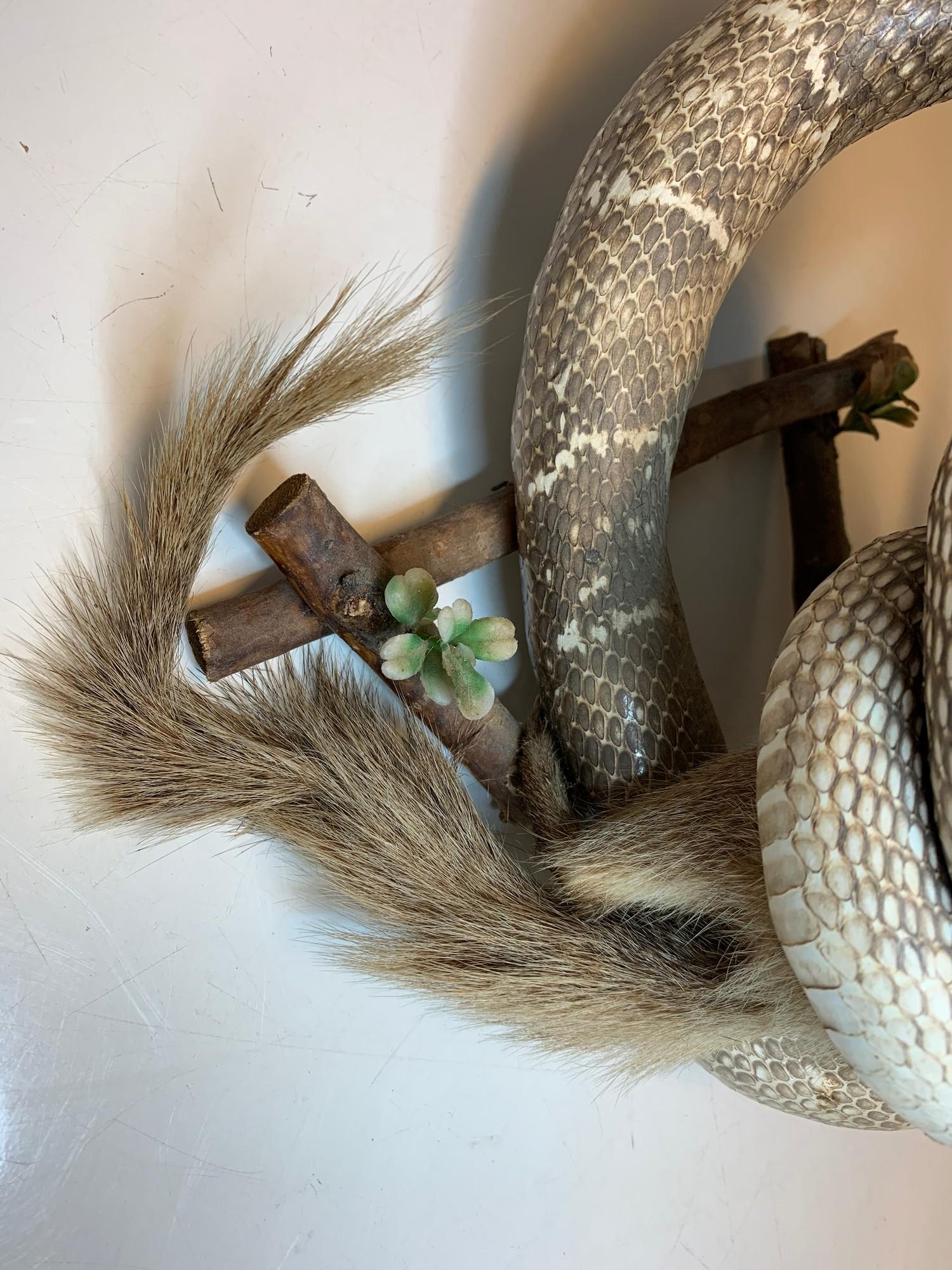 Cobras and mongoose taxidermy. Early 20th century piece. - Image 9 of 10