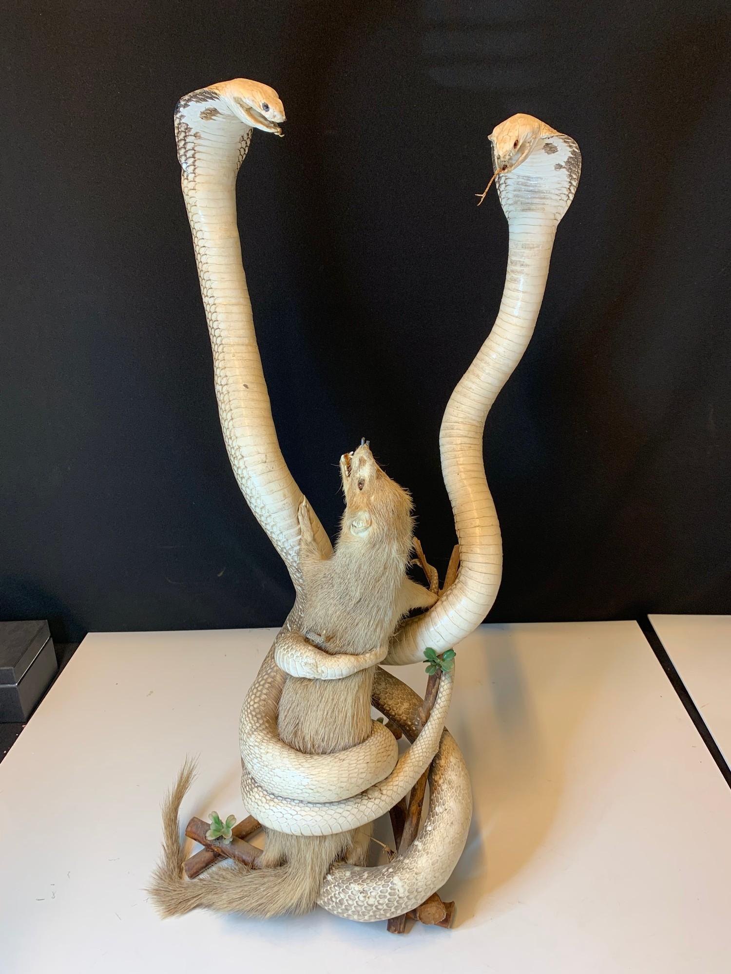 Cobras and mongoose taxidermy. Early 20th century piece.