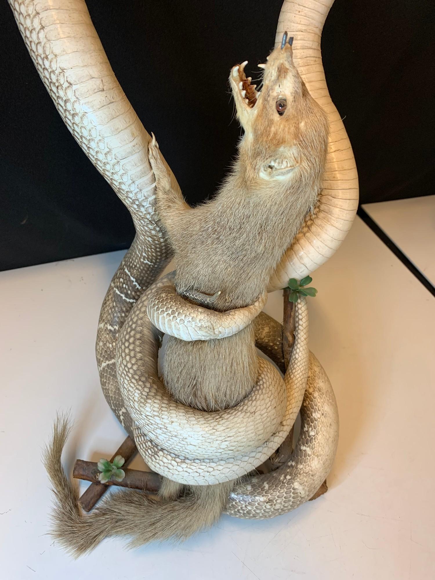 Cobras and mongoose taxidermy. Early 20th century piece. - Image 3 of 10