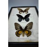 Butterfly collection from Vietnam 3 mounted & framed real specimens