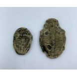 2 Trilobites (Prehistoric Fossils) From the Cambrian Period.