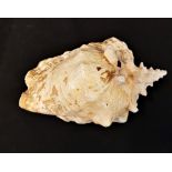 Sea Shell Conch (damaged) L 24cm W 20cm