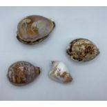 Four Cameo Cowrie shells