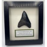 A Fossil Shark's Tooth Carcharocles Megalodon from USA, 10 million years old, in excellent condition