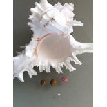 Selection of 4 Natural Conch Pearls to include: 1 Baroque Shape with intense Pink colour and good