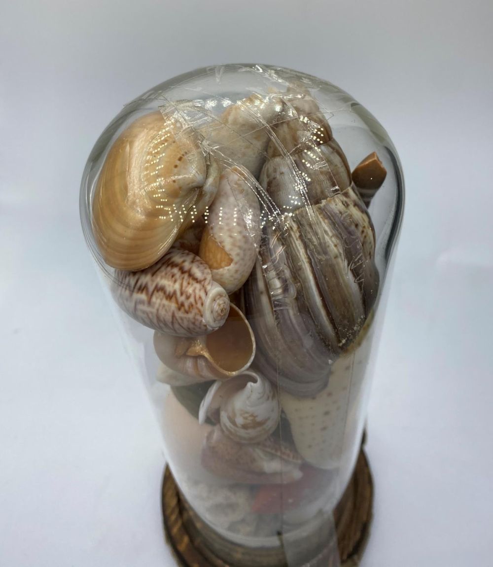 A Victorian glass dome containing corals and sea shells collected from Tasman Sea, South Pacific - Image 5 of 6