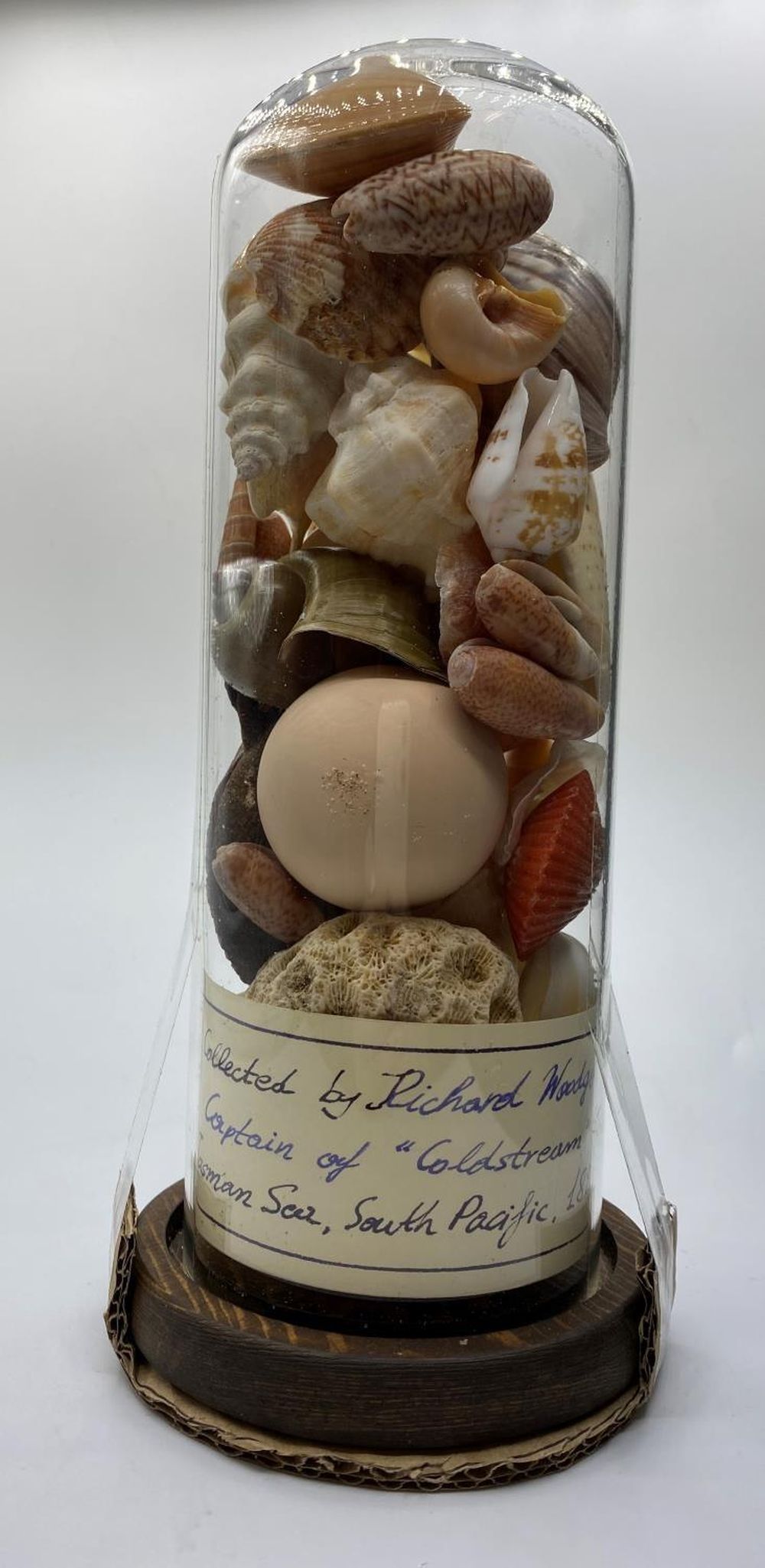 A Victorian glass dome containing corals and sea shells collected from Tasman Sea, South Pacific