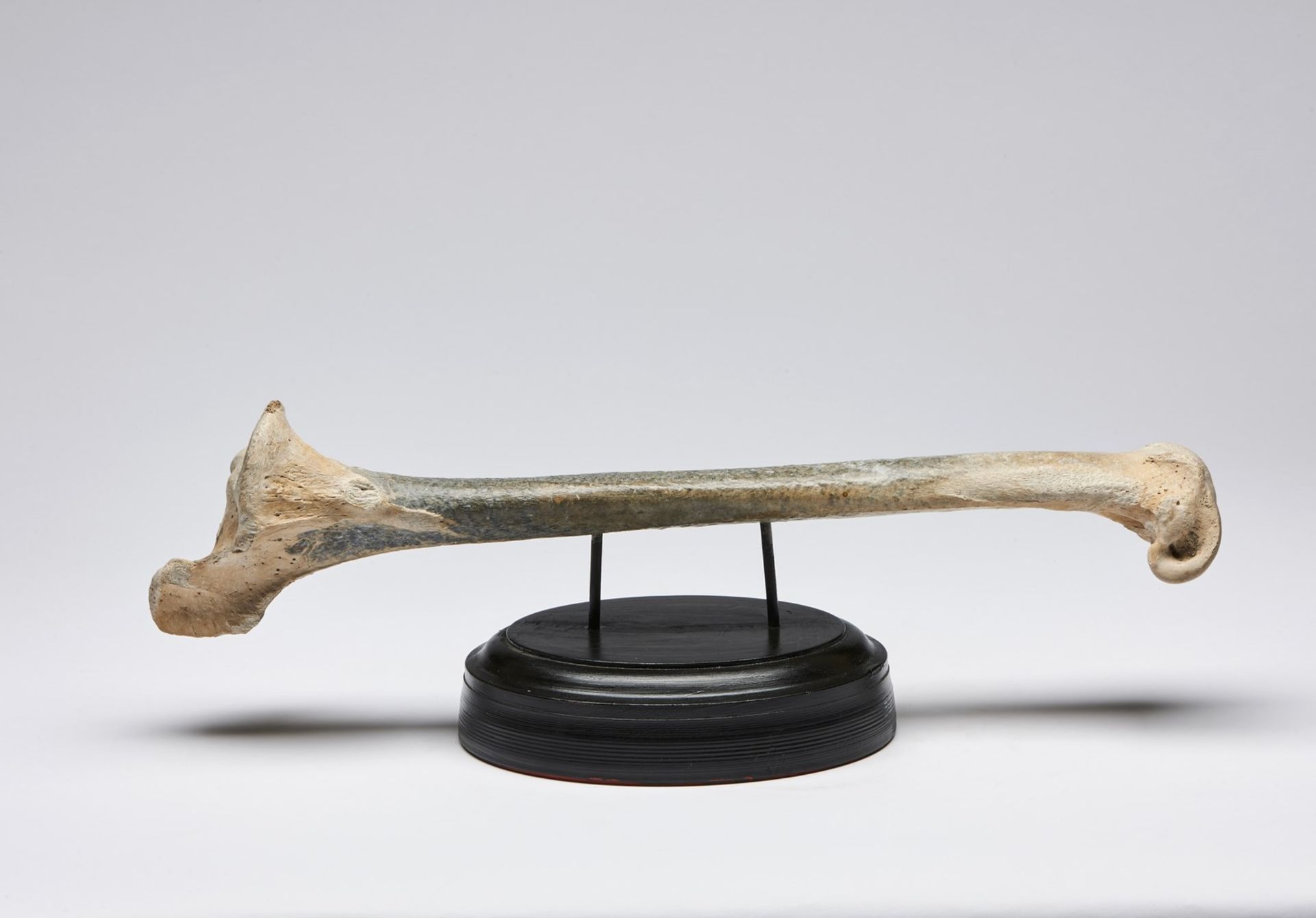 Naturalia Tibia of AepyornithidaeMadagascar, 18th century. - Bild 2 aus 3