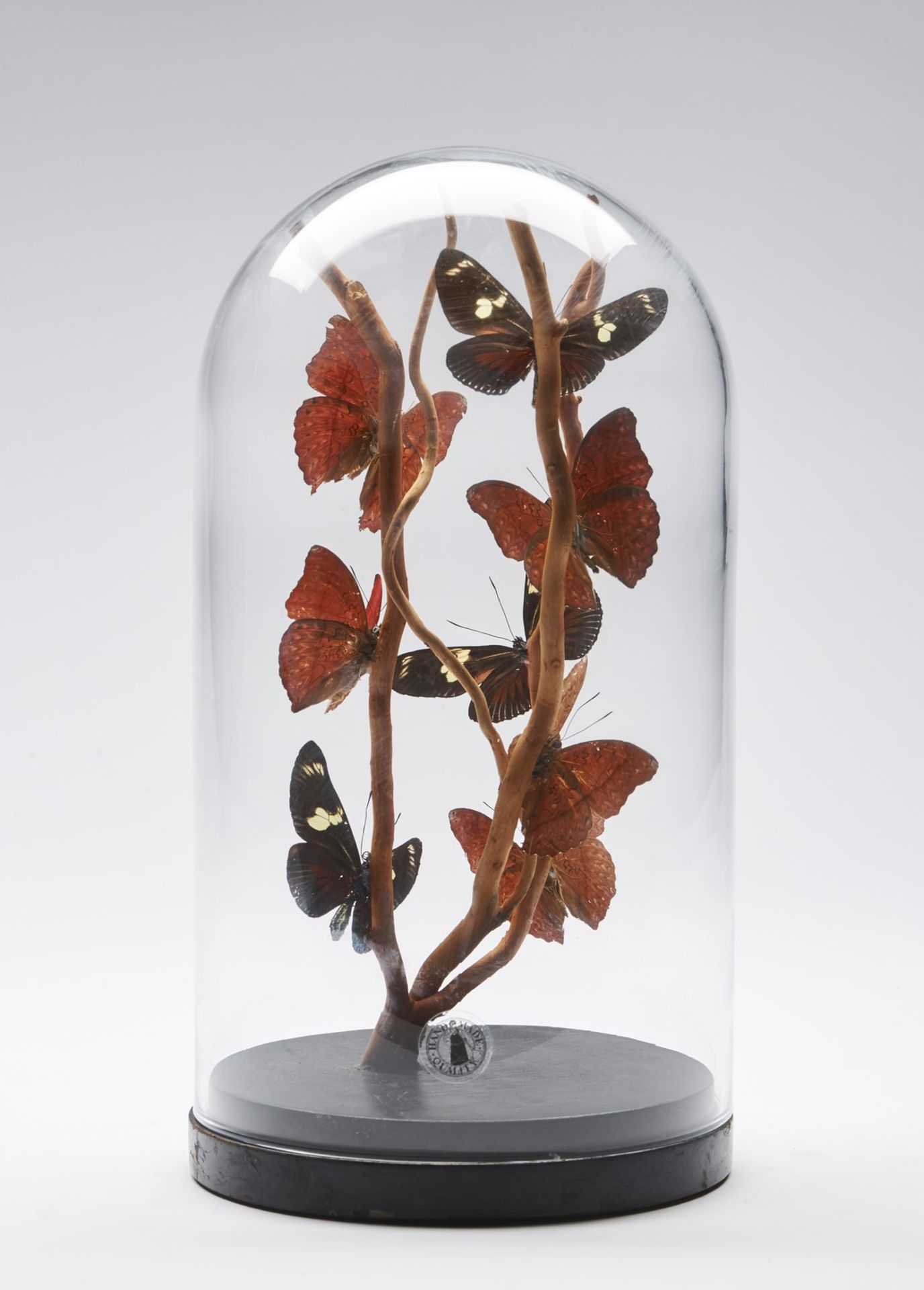 Naturalia A glass bell with butterflies Madagascar. - Bild 2 aus 2