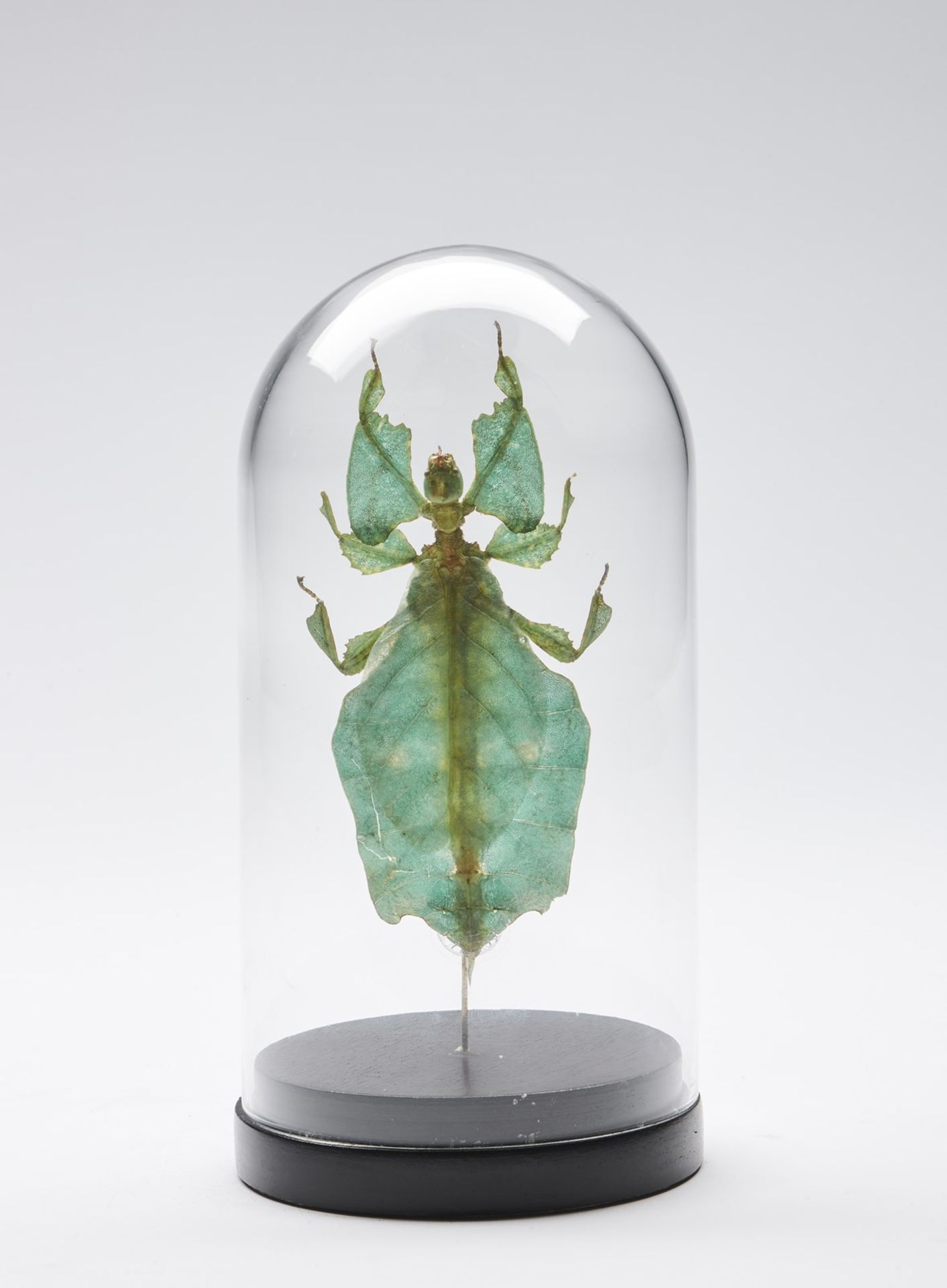 Naturalia Giant leaf insect under glass bell.