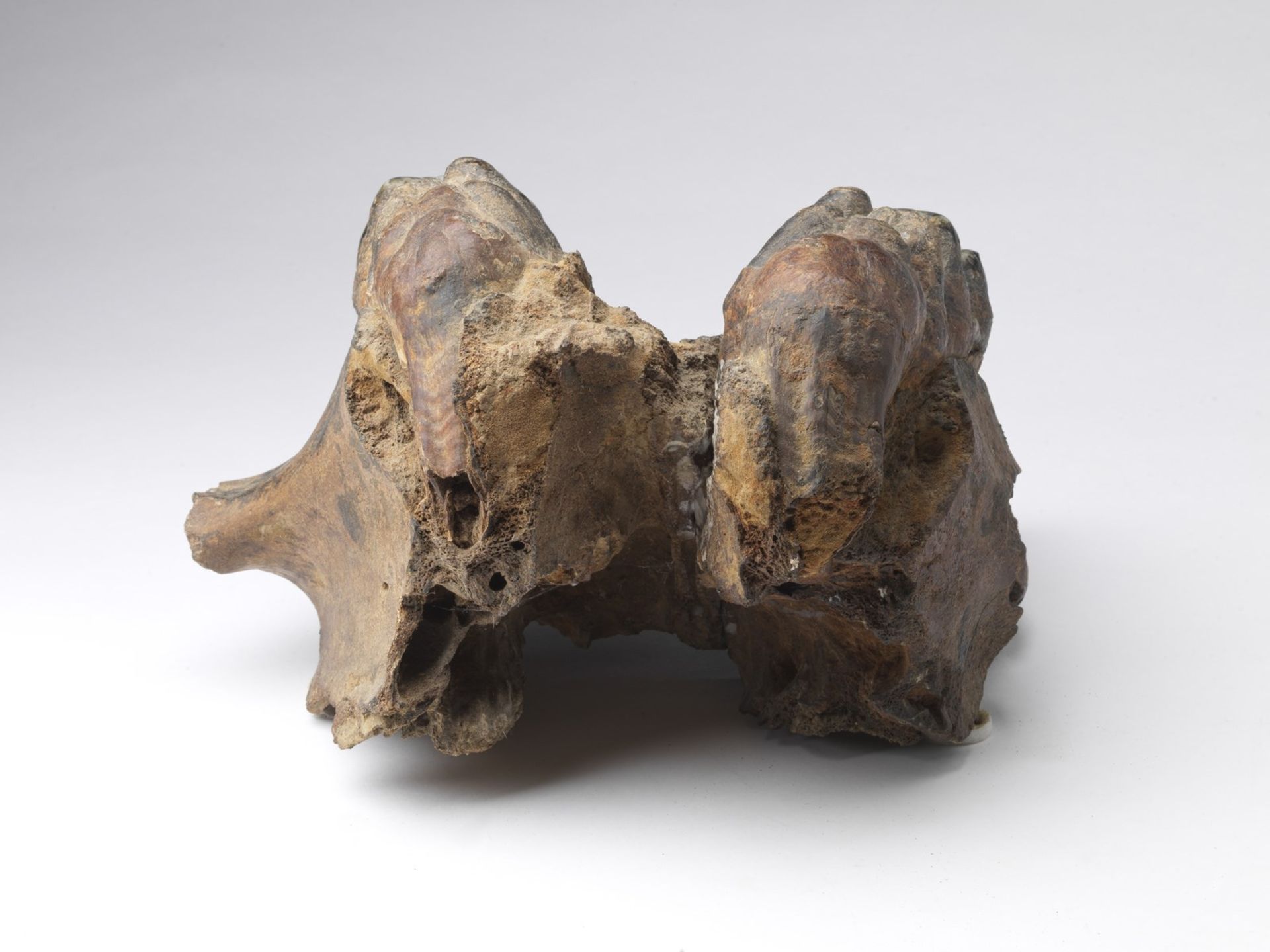 Naturalia A fossilized mandible, probably belonging to an adult mastodonChina(?). - Bild 4 aus 5