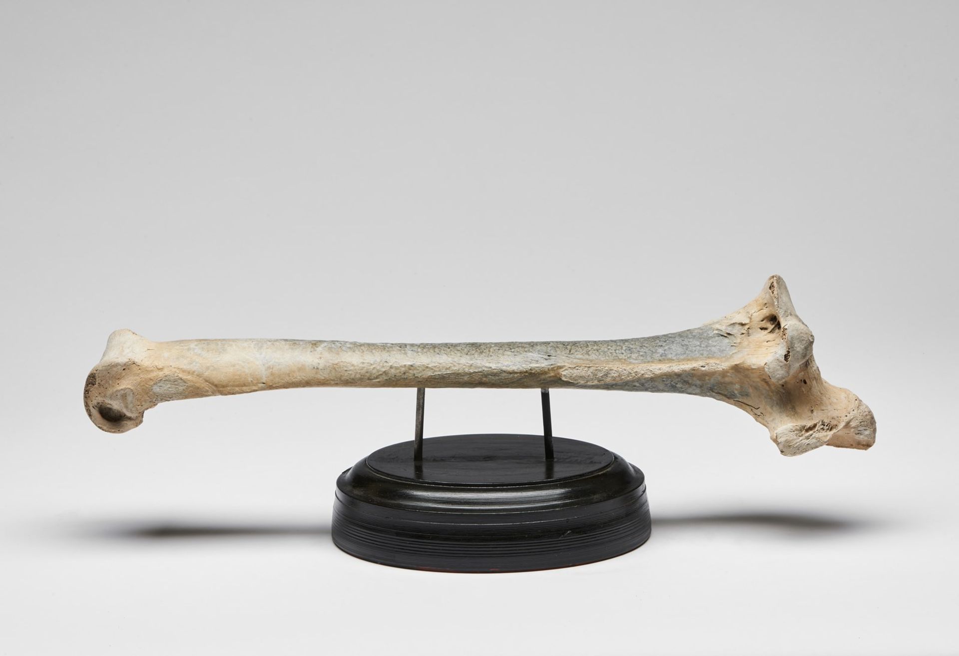 Naturalia Tibia of AepyornithidaeMadagascar, 18th century.