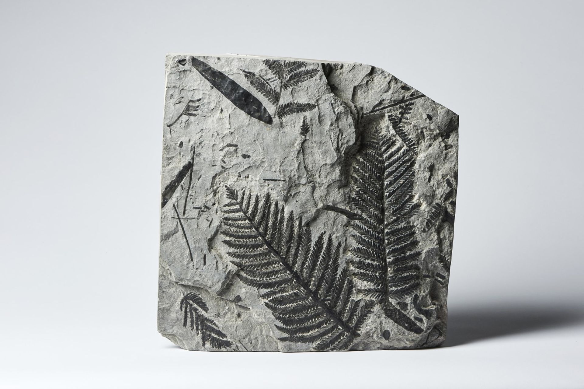 Naturalia Fossilized fern leaves Austria, Karnische Alpen, Miocene.