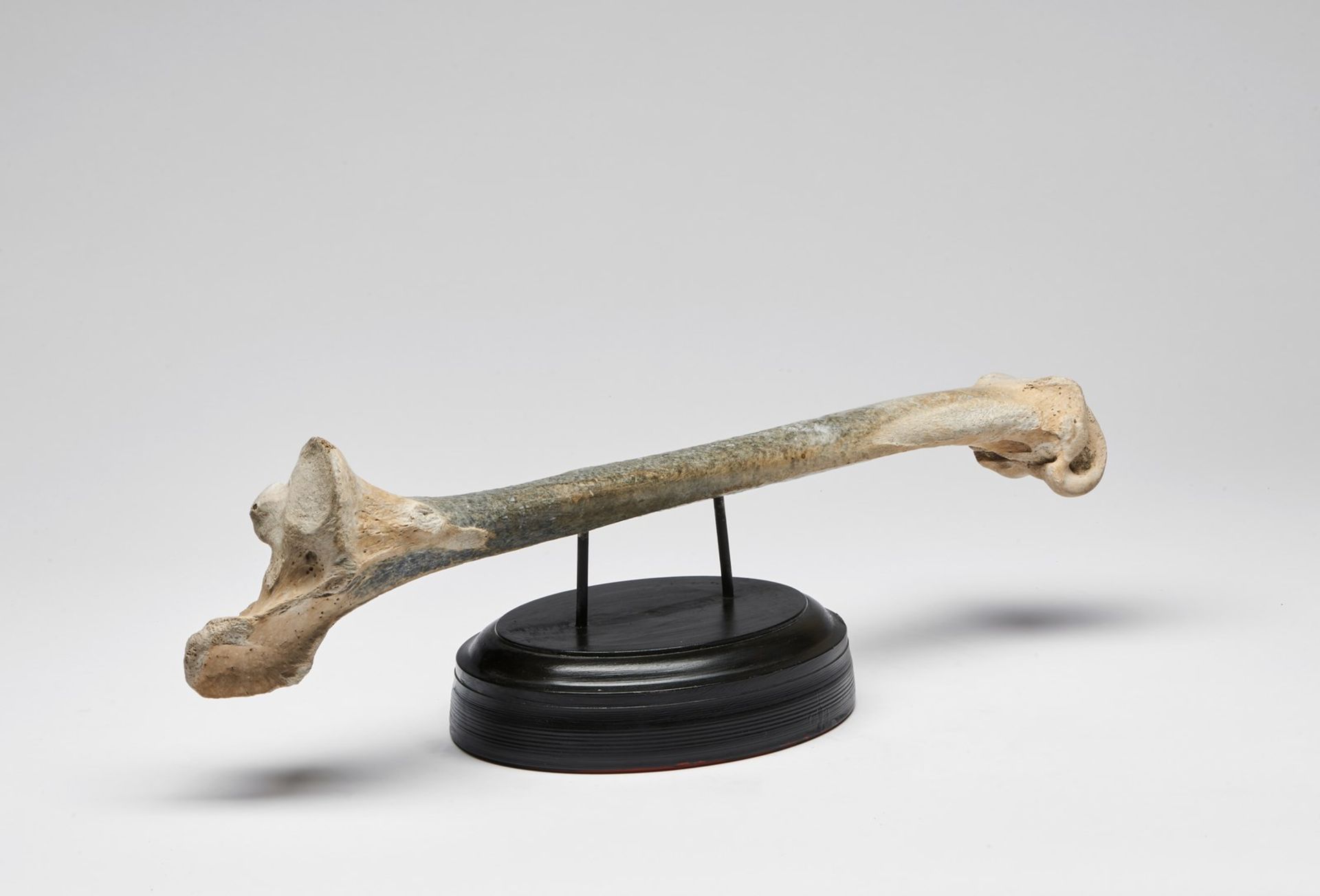 Naturalia Tibia of AepyornithidaeMadagascar, 18th century. - Image 3 of 3