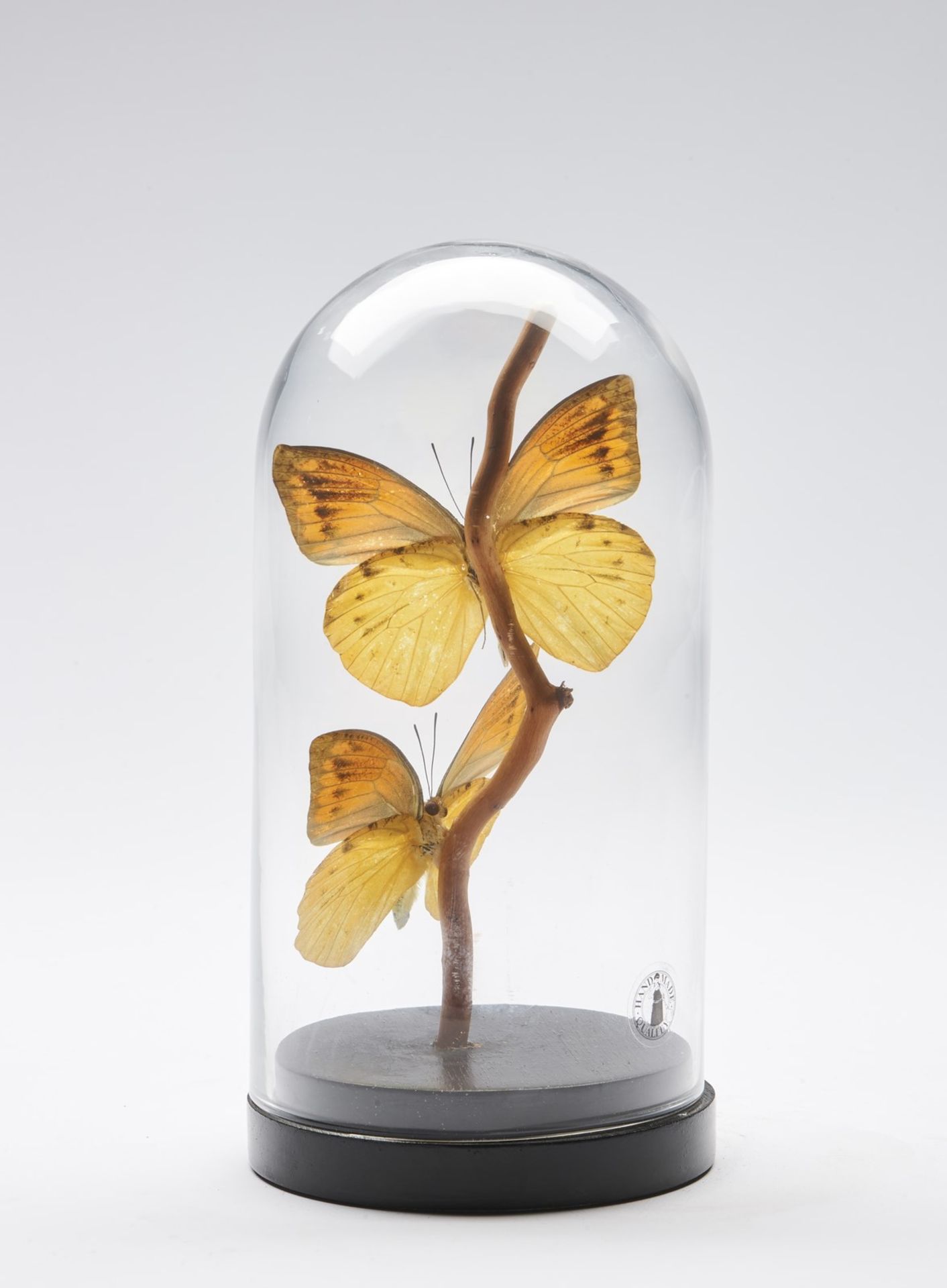 Naturalia A glass bell with two butterflies . - Bild 2 aus 2