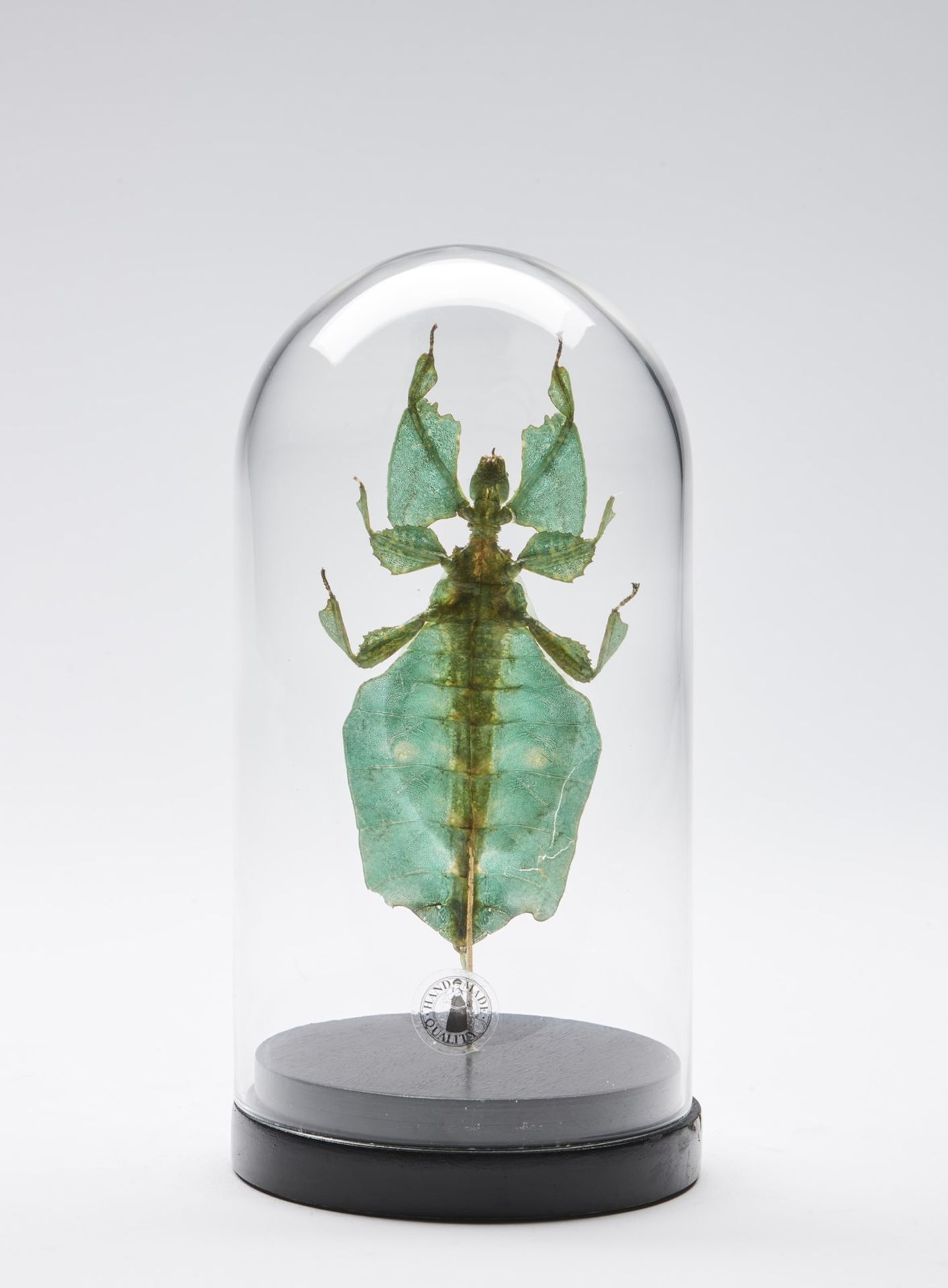 Naturalia Giant leaf insect under glass bell. - Bild 2 aus 2