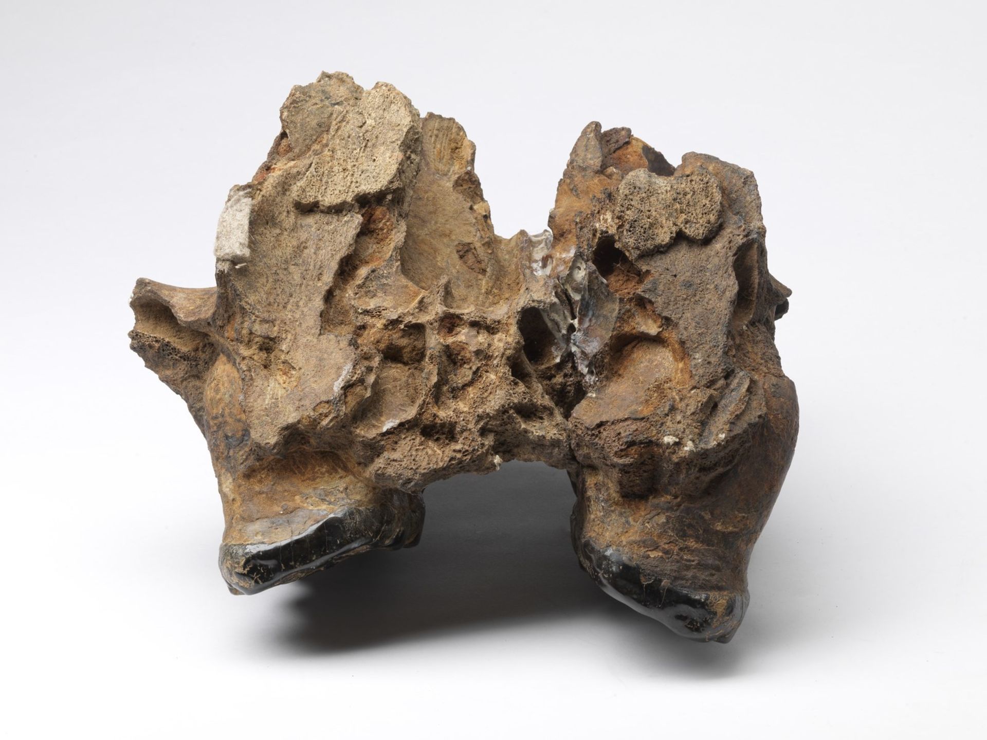 Naturalia A fossilized mandible, probably belonging to an adult mastodonChina(?). - Bild 5 aus 5