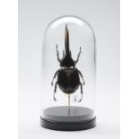 Naturalia Hercules beetle under glass bell.