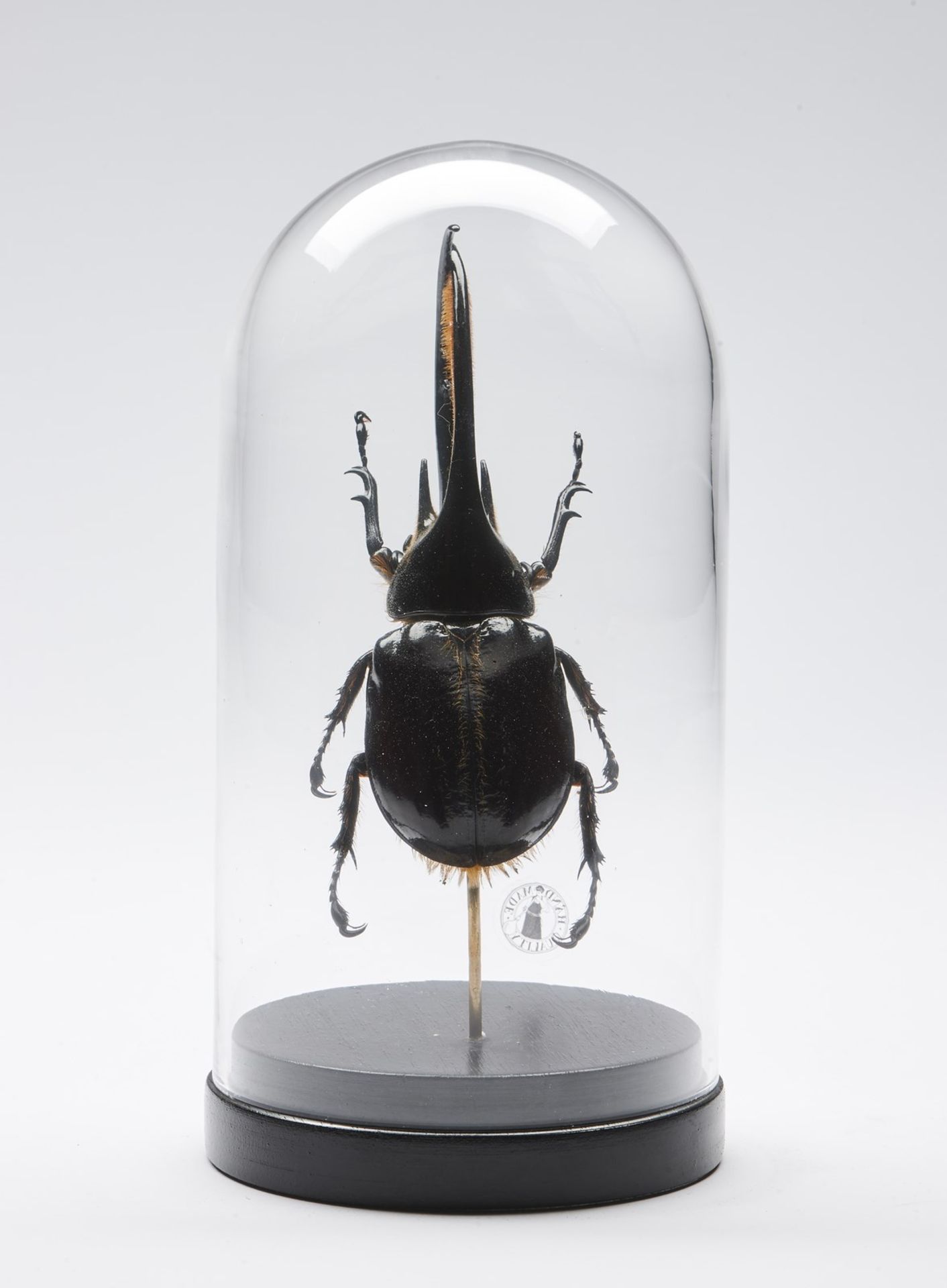 Naturalia Hercules beetle under glass bell.