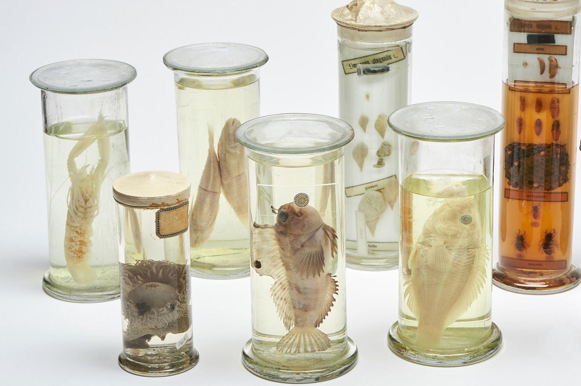 Naturalia Animal samples in formalinEngland, 19th century. - Bild 2 aus 3