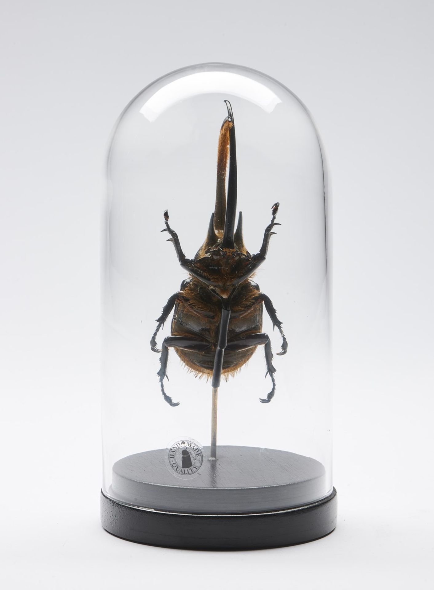 Naturalia Hercules beetle under glass bell. - Bild 3 aus 3