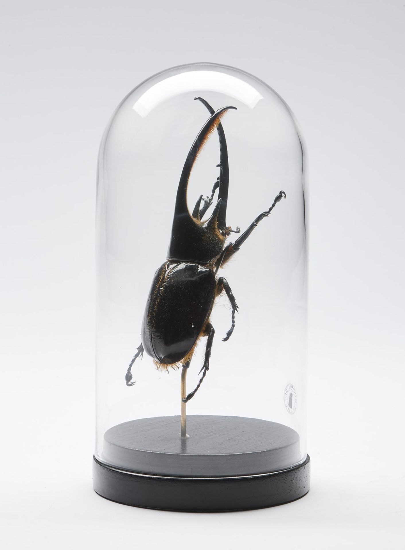 Naturalia Hercules beetle under glass bell. - Bild 2 aus 3