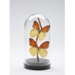 Naturalia A glass bell with two butterflies .