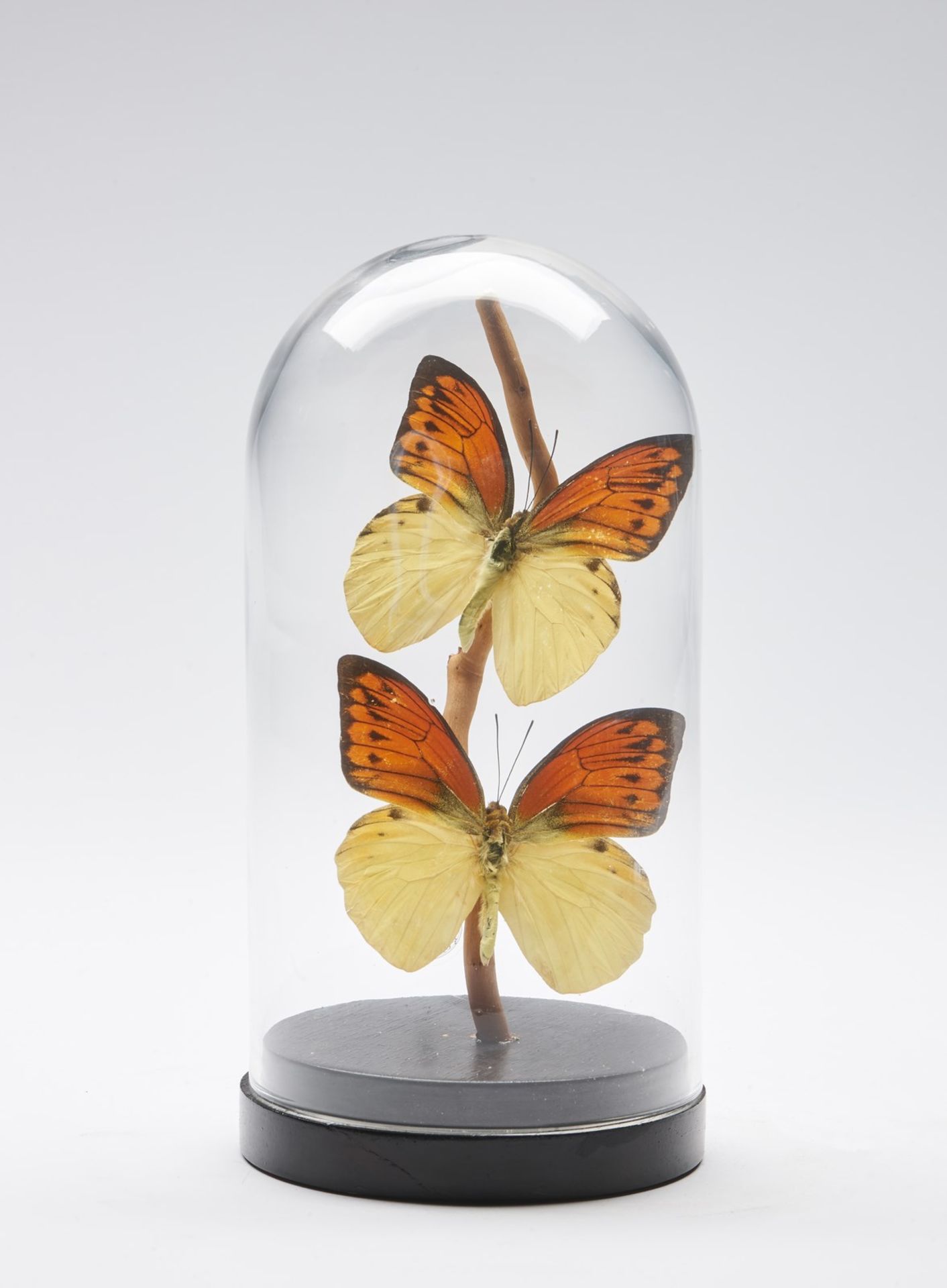 Naturalia A glass bell with two butterflies .